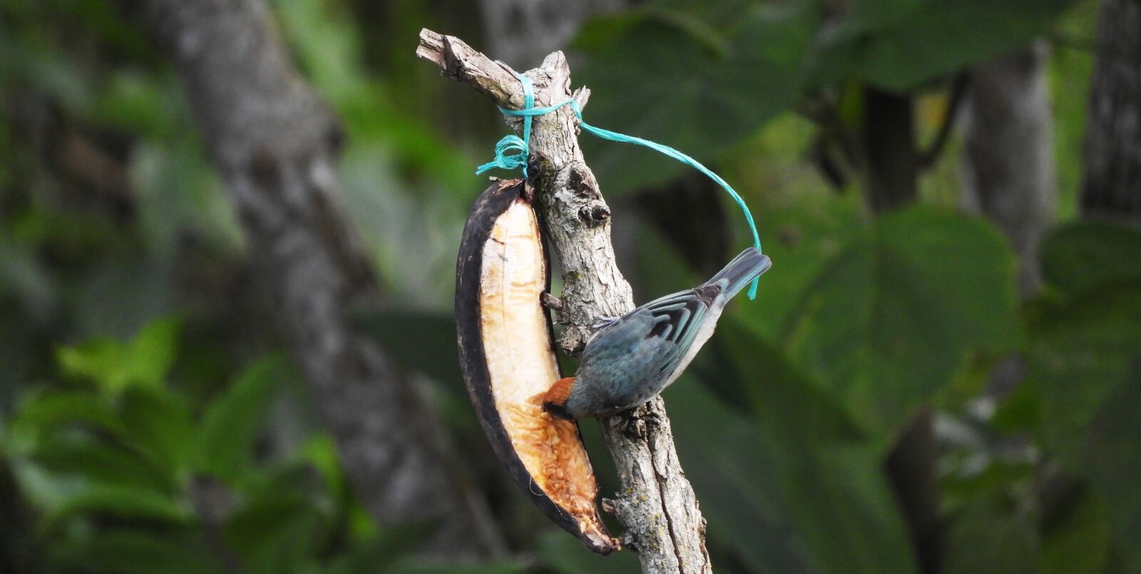 Nikon Coolpix B700 sample photo. Nature, ave, bird photography