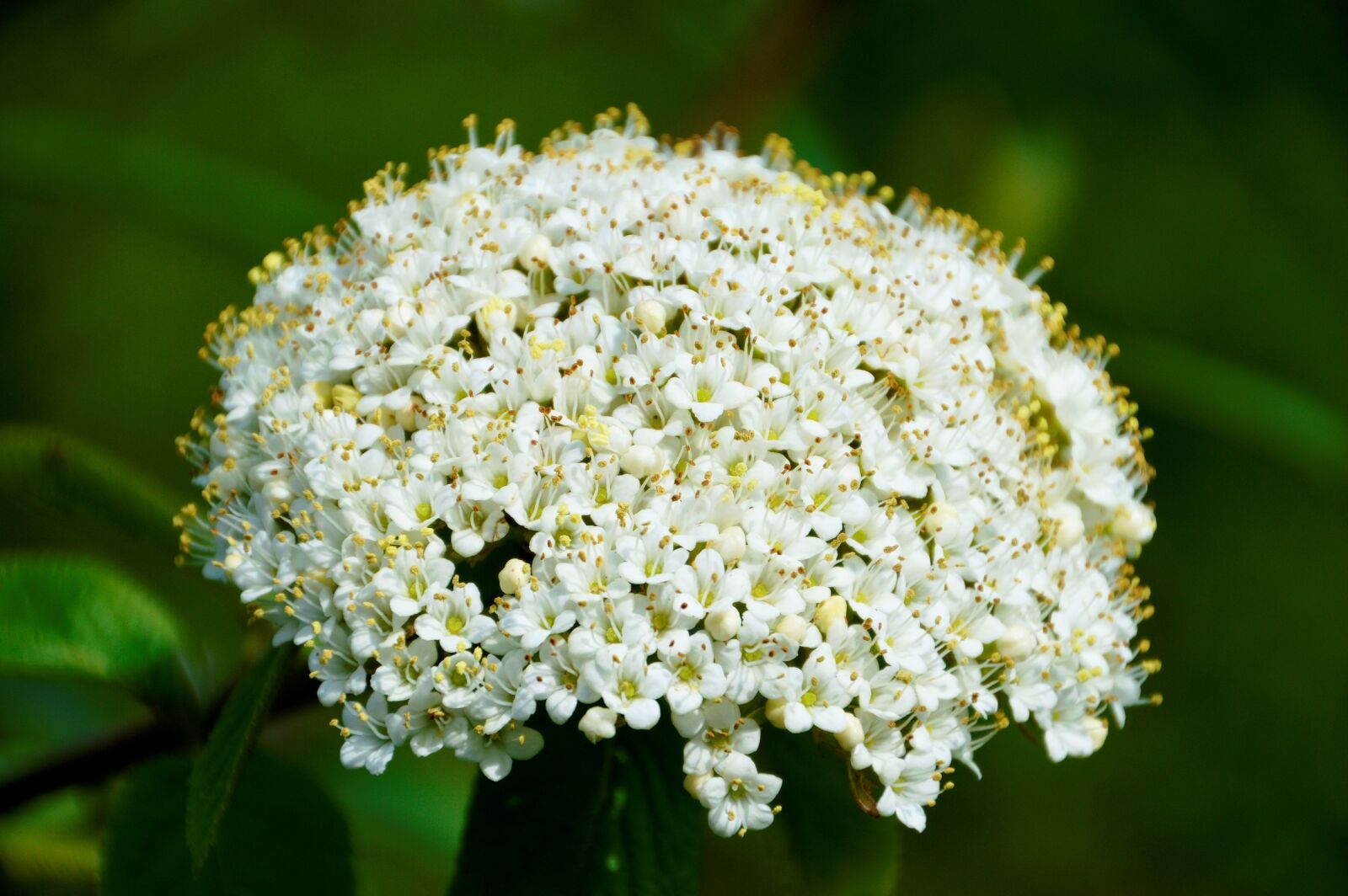 Nikon D3200 sample photo. Viburnum lantana, high bush photography