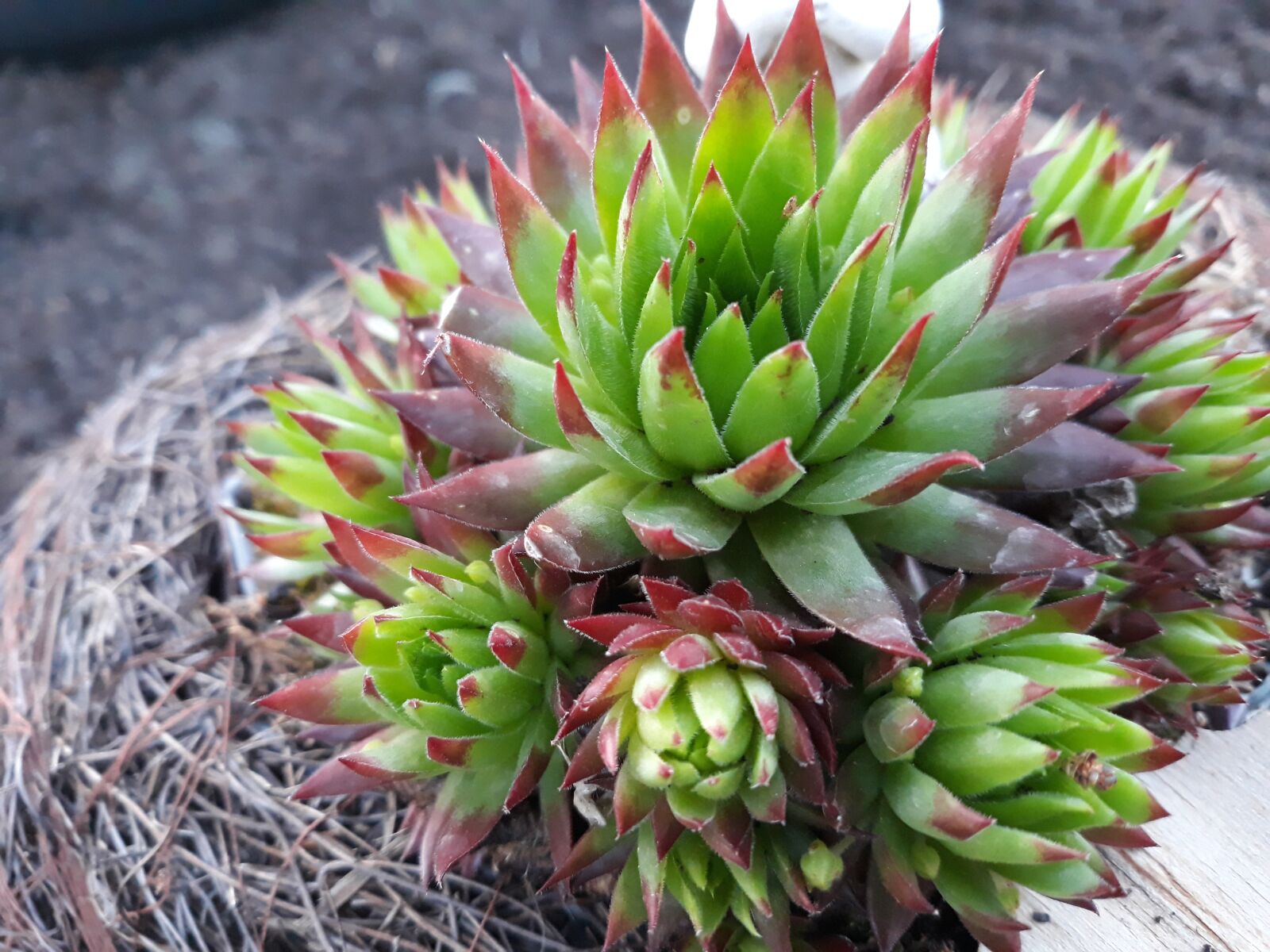 Samsung Galaxy J7 sample photo. Nature, plant, cactus photography