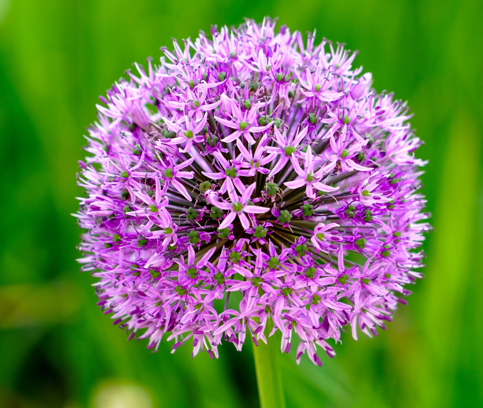 Sony E PZ 18-105mm F4 G OSS sample photo. Ornamental onion, flower, plant photography