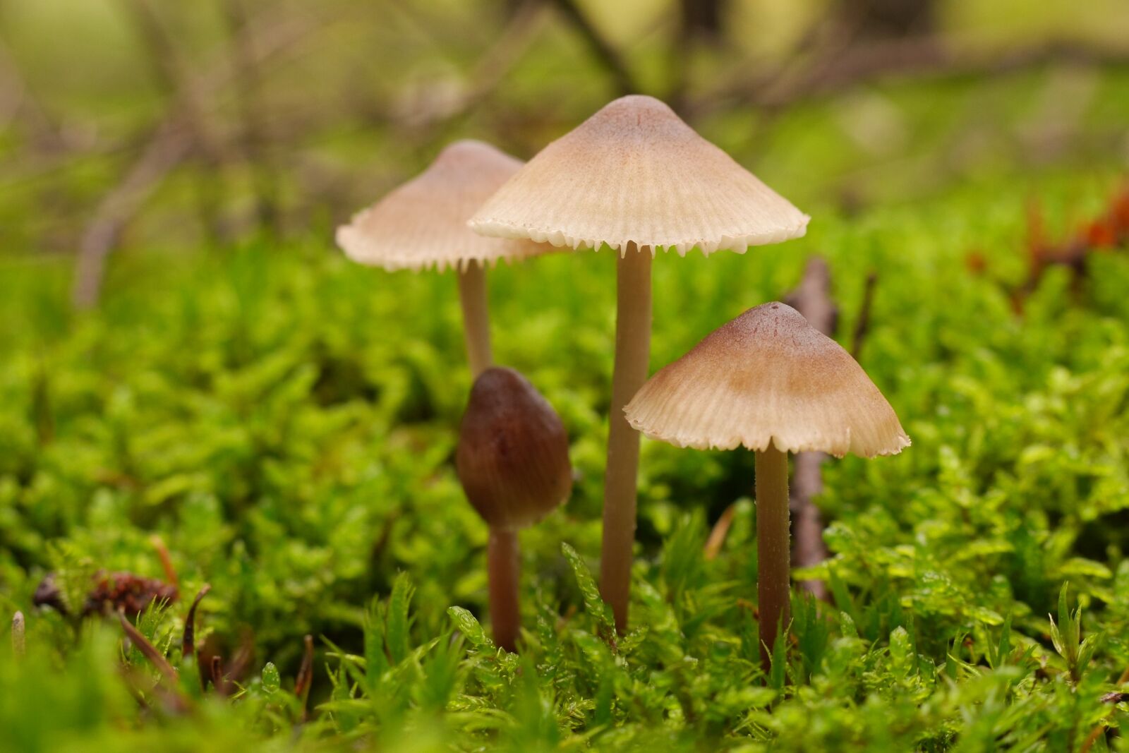 Panasonic Lumix DMC-GH3 sample photo. Mushroom, forest, close up photography