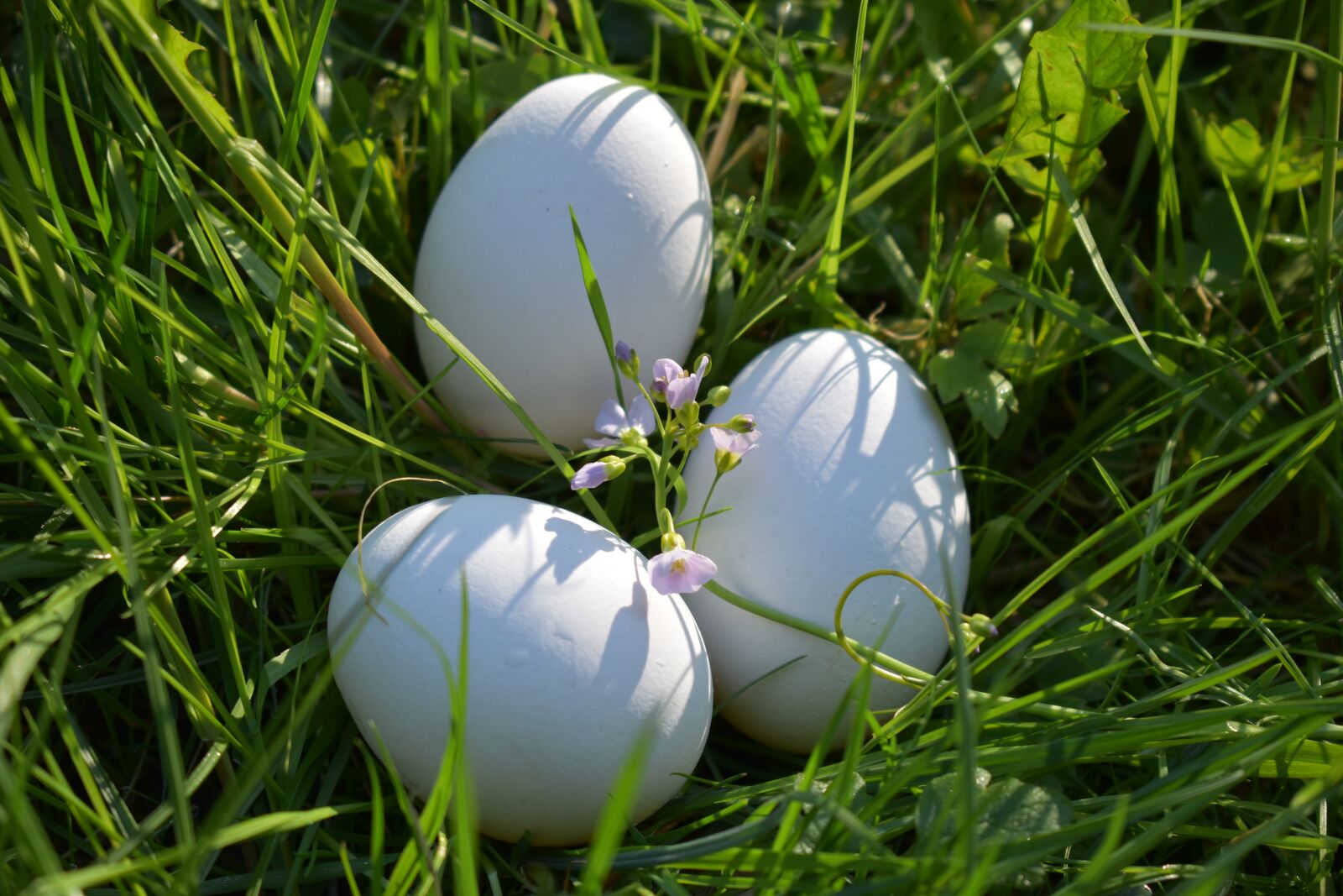 Nikon D5500 sample photo. Easter, egg, spring photography