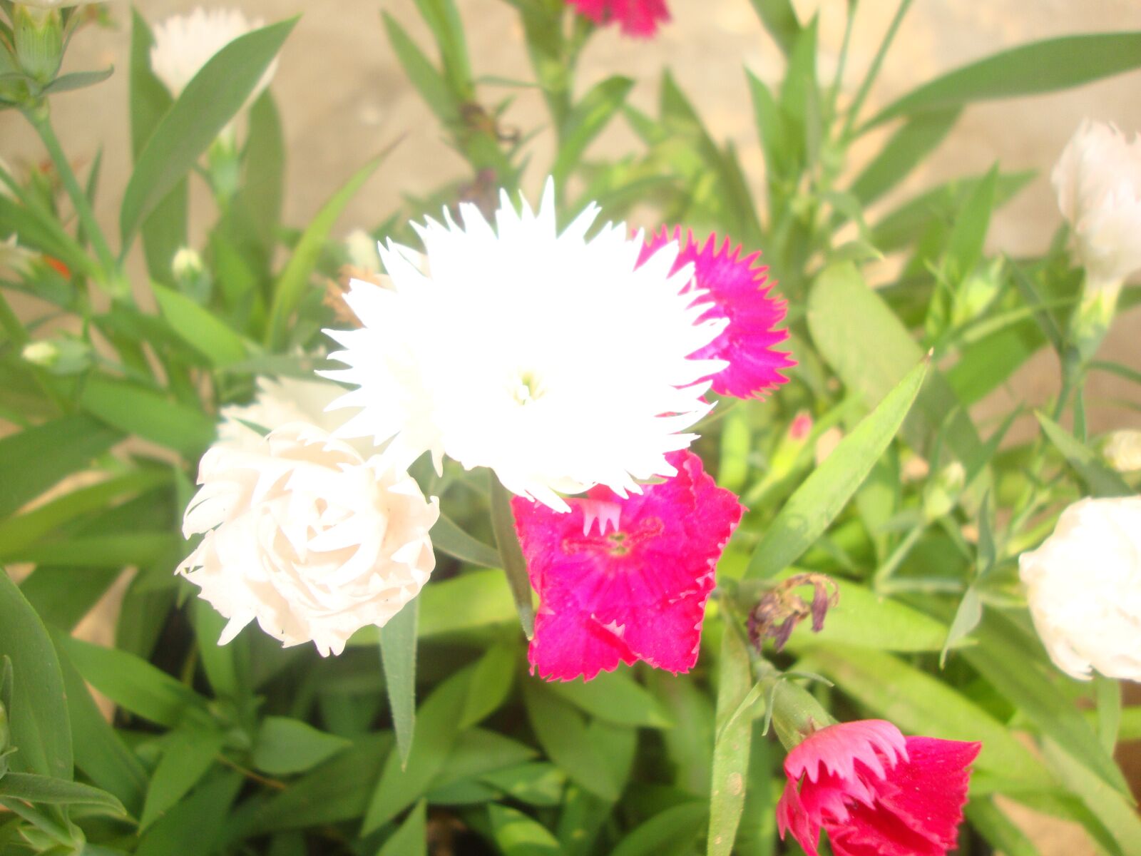 Sony DSC-W210 sample photo. Dianthus, soothing, nature photography