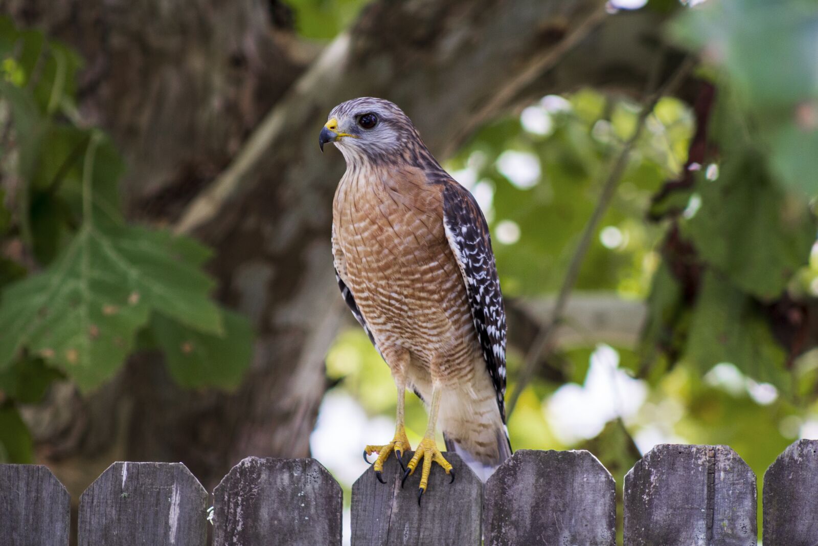 Canon EF75-300mm f/4-5.6 sample photo. Red shouldered hawk, talons photography