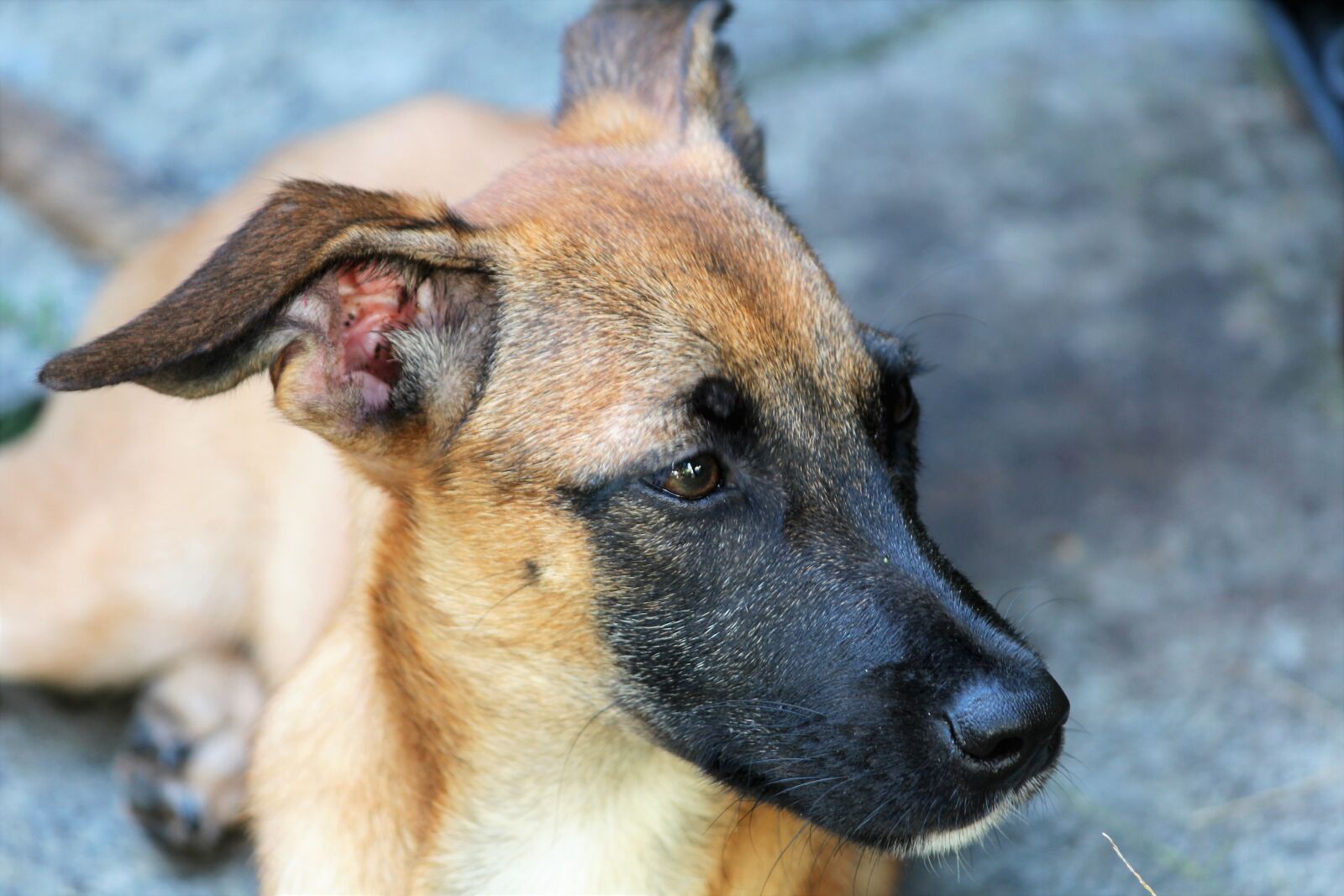 Canon EOS 600D (Rebel EOS T3i / EOS Kiss X5) sample photo. Dog, lying down, kicked photography