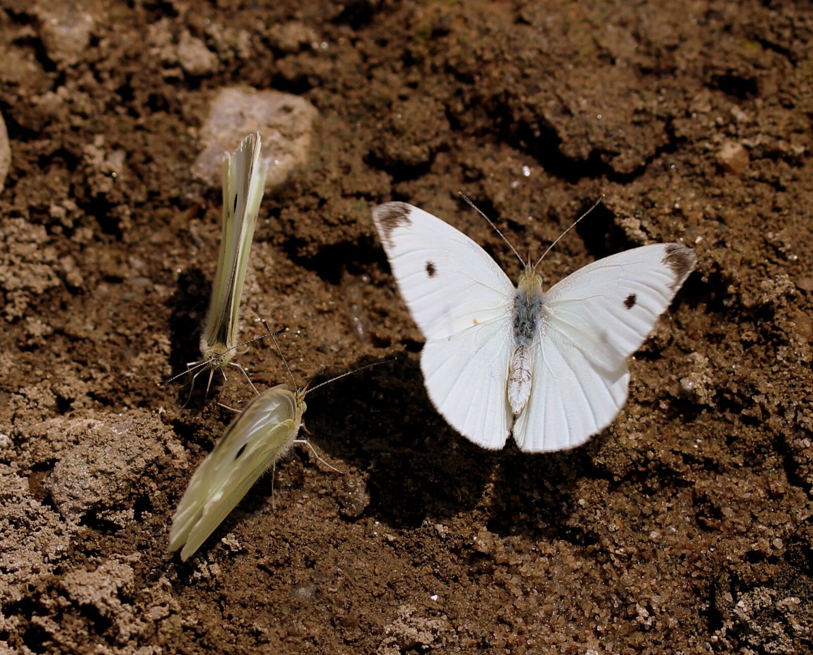 Canon EF-S 60mm F2.8 Macro USM sample photo. Butterfly, white, roi photography