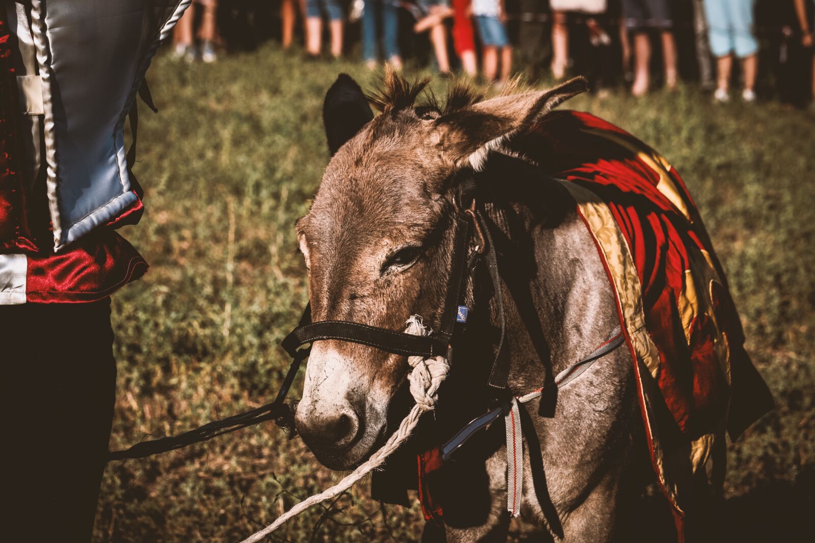 Canon EF-S 55-250mm F4-5.6 IS STM sample photo. Donkey, ears, animal photography