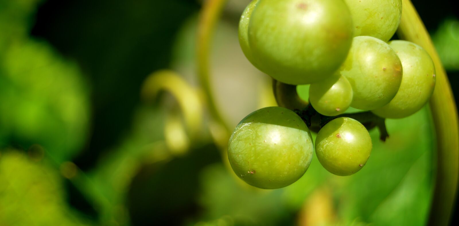 Nikon D3200 sample photo. Grapes, detail, berries photography