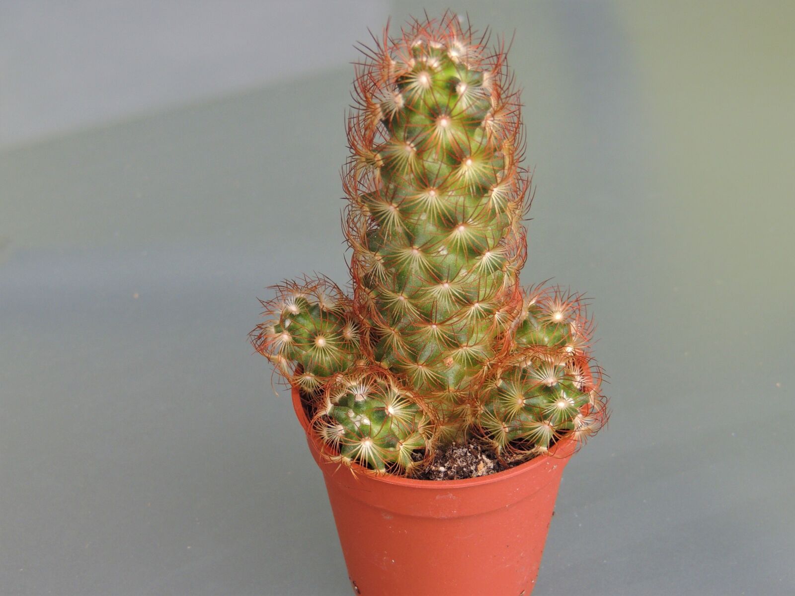 Nikon Coolpix P510 sample photo. Cactus, plant, decorative photography