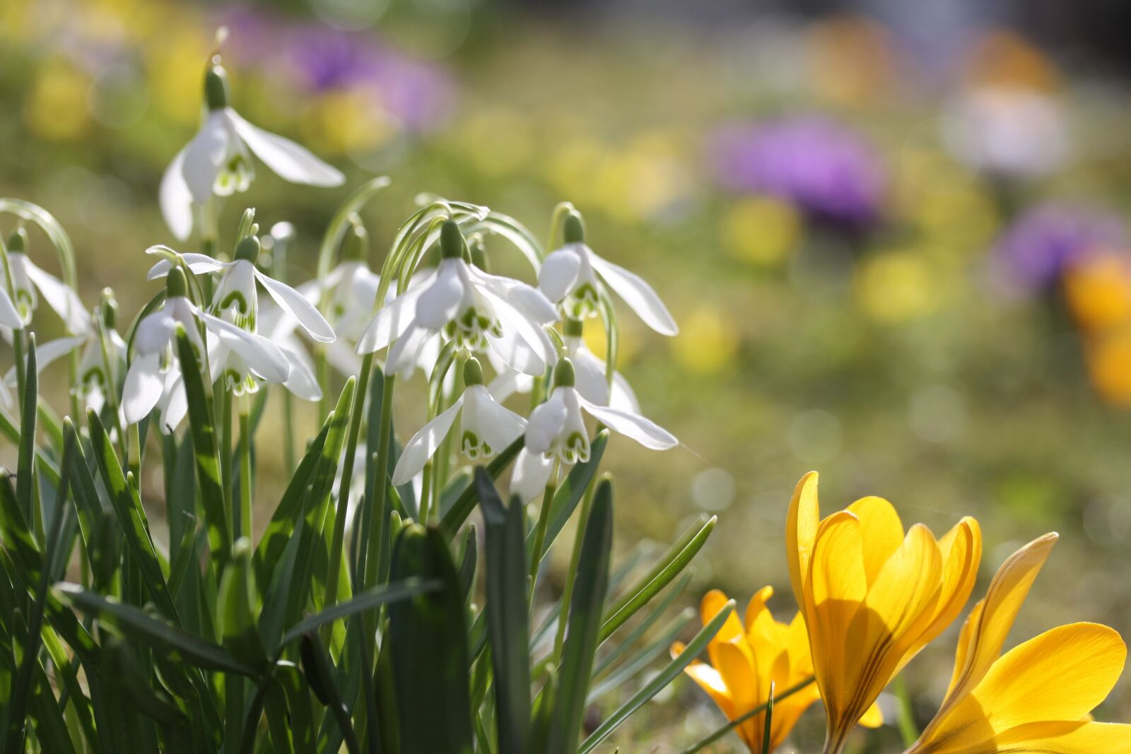 Canon EOS 1000D (EOS Digital Rebel XS / EOS Kiss F) sample photo. Spring flower, early bloomer photography