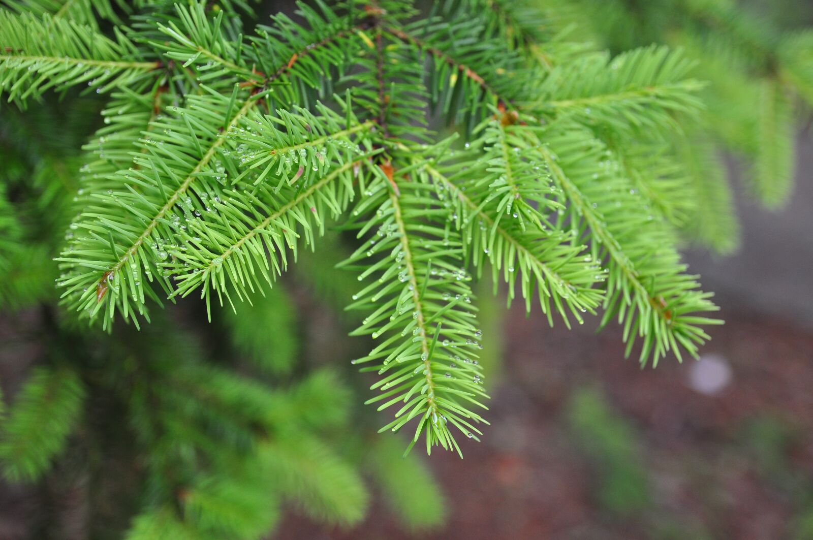 Nikon D90 sample photo. Needle, flora, nature photography