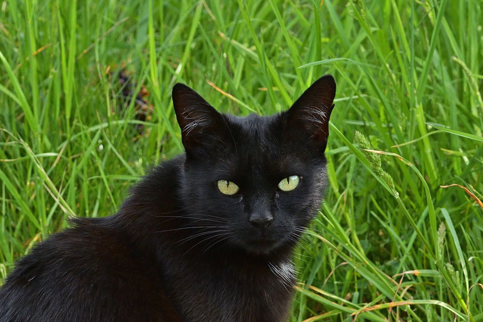 Nikon D5200 sample photo. Garden, cat, strays photography