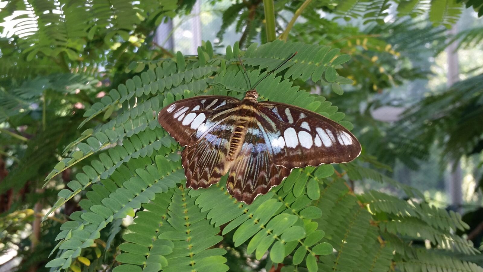 Samsung Galaxy S5 sample photo. Butterfly, blue sailor, innsbruck photography