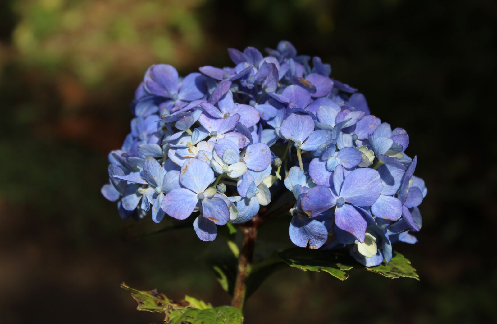 Canon EOS 1300D (EOS Rebel T6 / EOS Kiss X80) sample photo. Nature, flower, plant photography