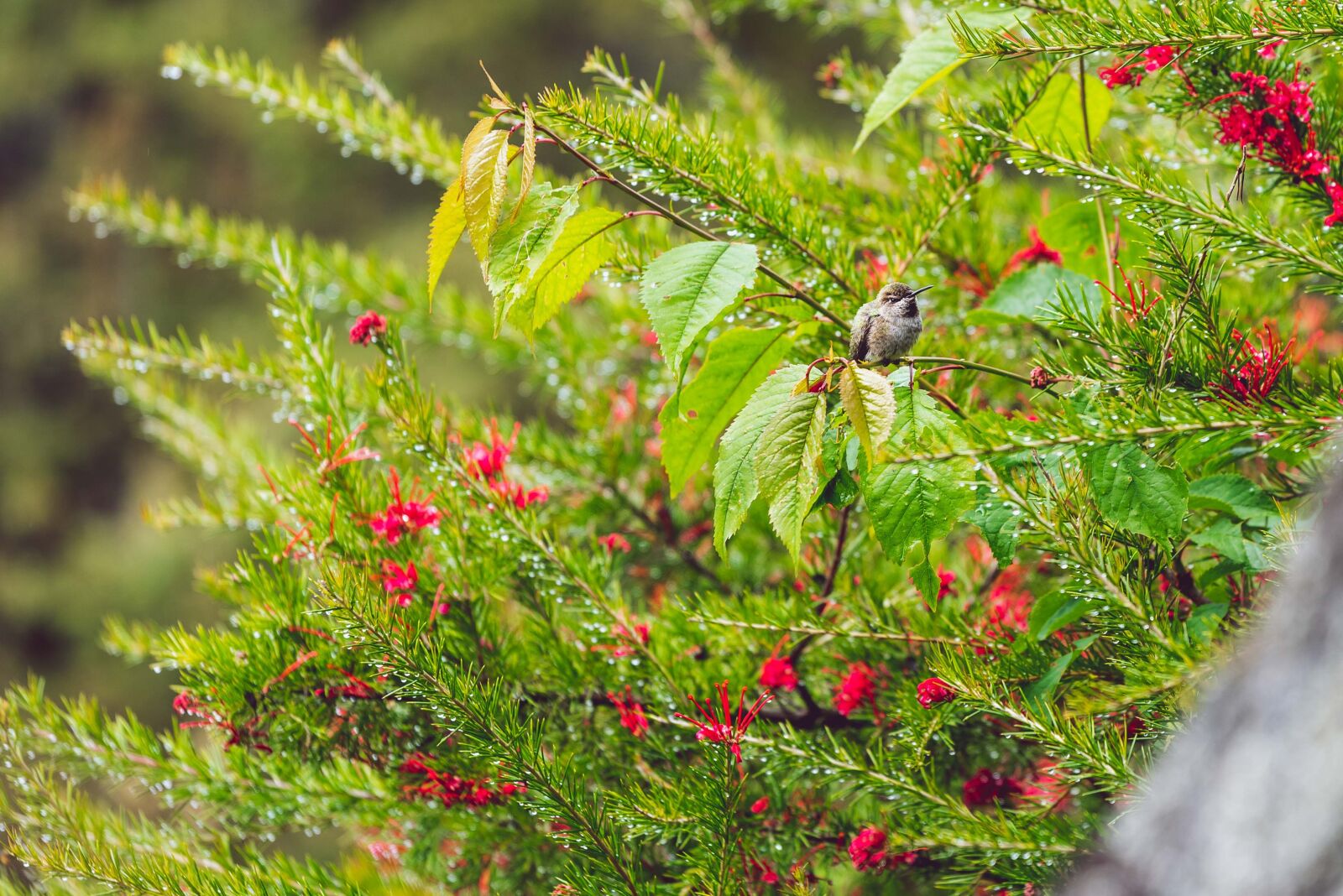 Nikon D750 sample photo. Hummingbird, bush, wild photography
