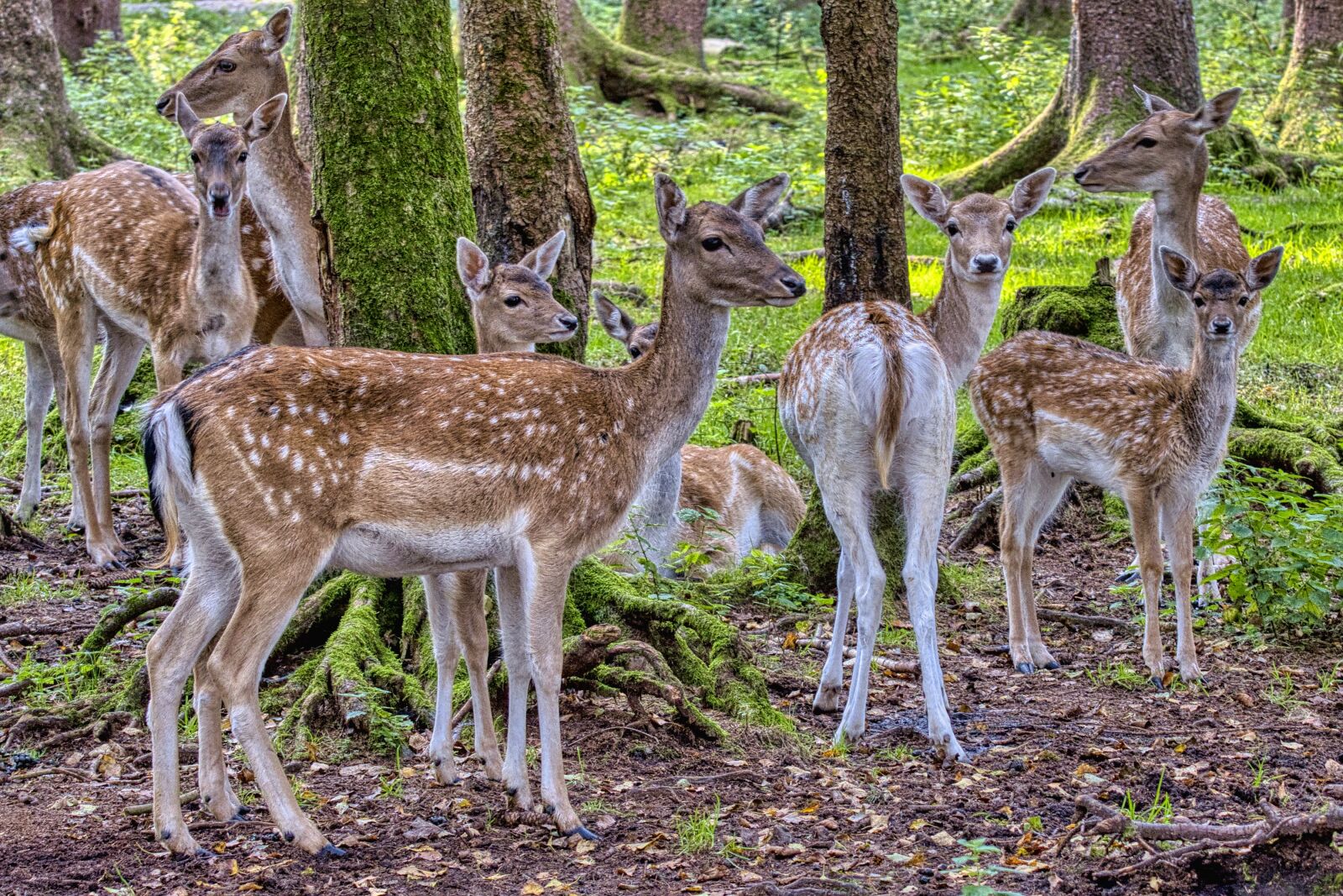 Nikon D7500 sample photo. Fallow deer, herd, animals photography