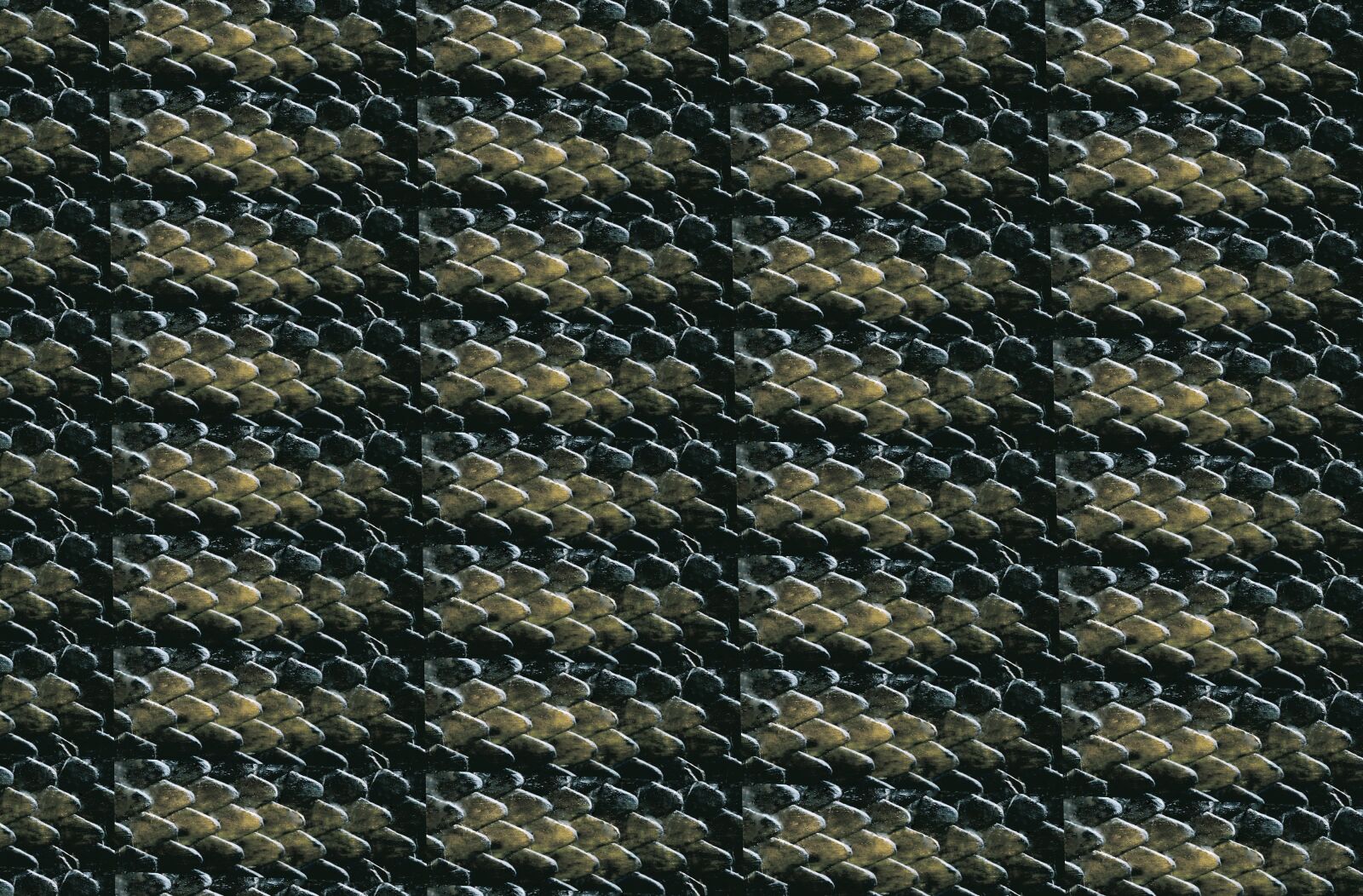 Nikon D700 sample photo. Texture, carapace, reptile photography