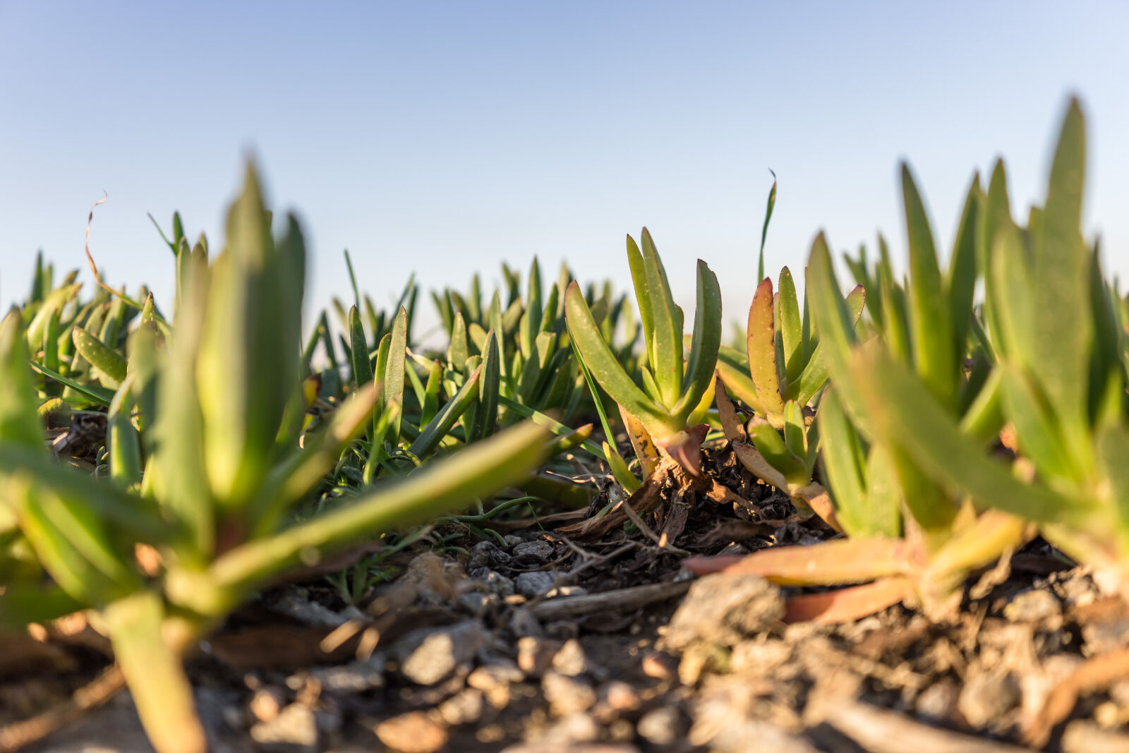 Sony a7 II + Sony FE 28-70mm F3.5-5.6 OSS sample photo. Beach, carpobrotus, edulis, close photography