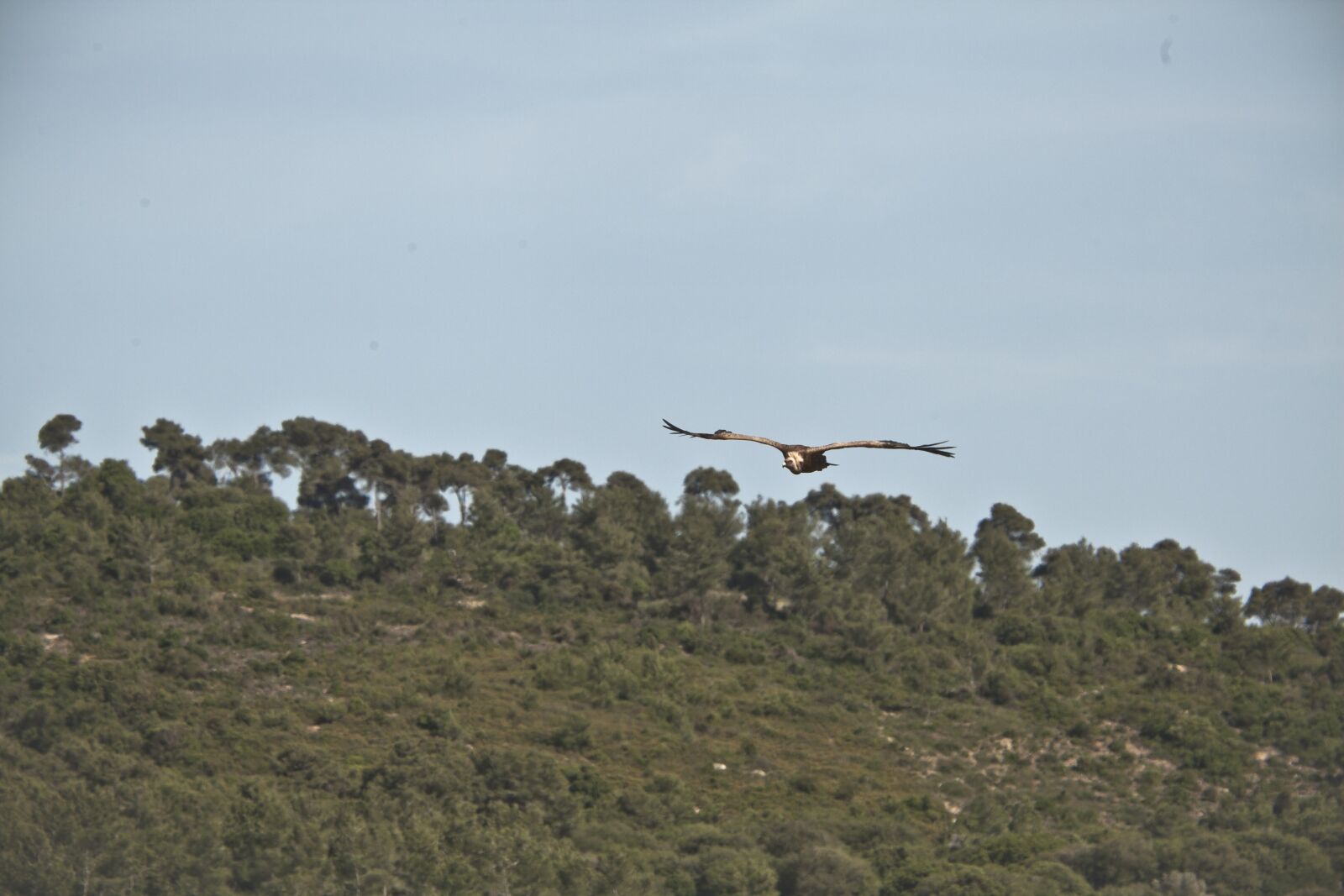 Canon EOS 5D Mark II sample photo. Wings, fly, israel photography