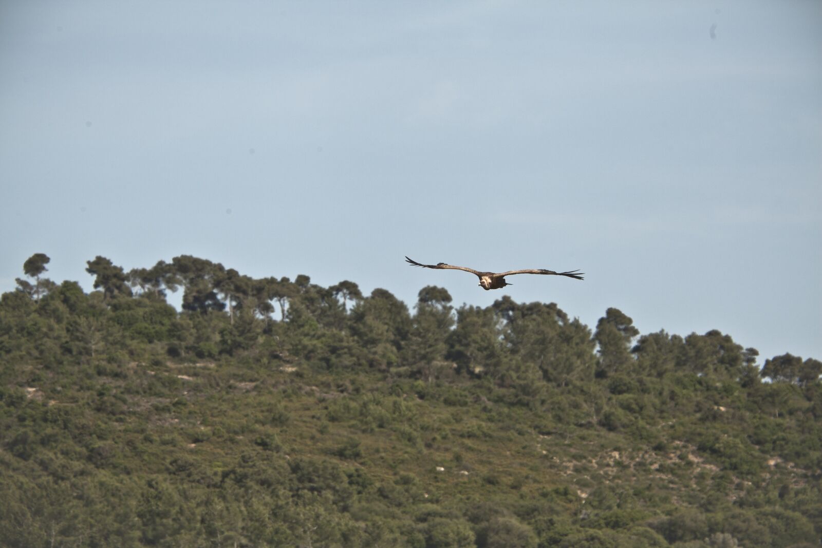 Canon EF 70-200mm F2.8L USM sample photo. Wings, fly, israel photography