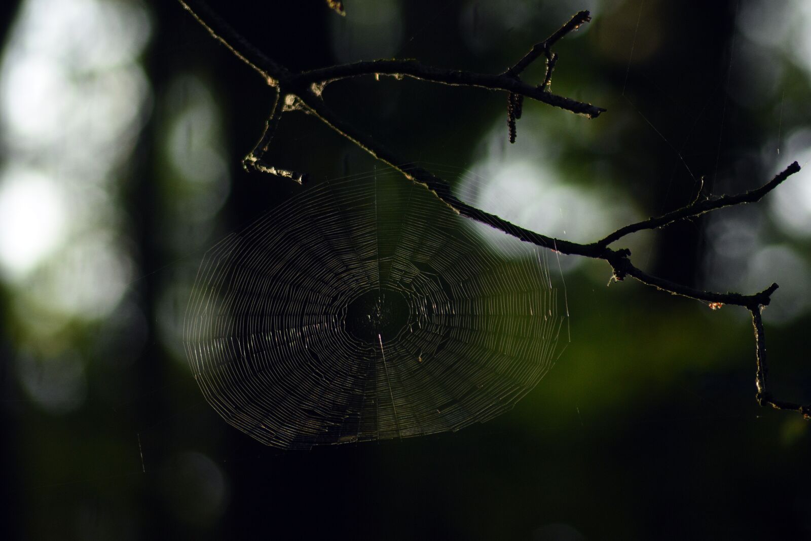 Nikon D3400 sample photo. Cobweb, hotel, spider photography