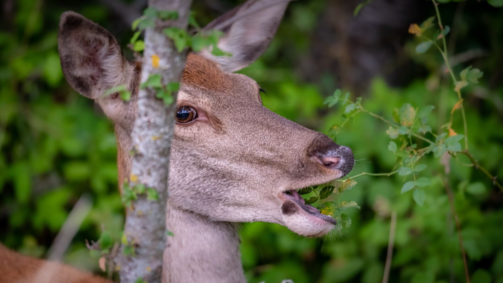 Nikon D750 sample photo. Deer, villalago, scanno photography