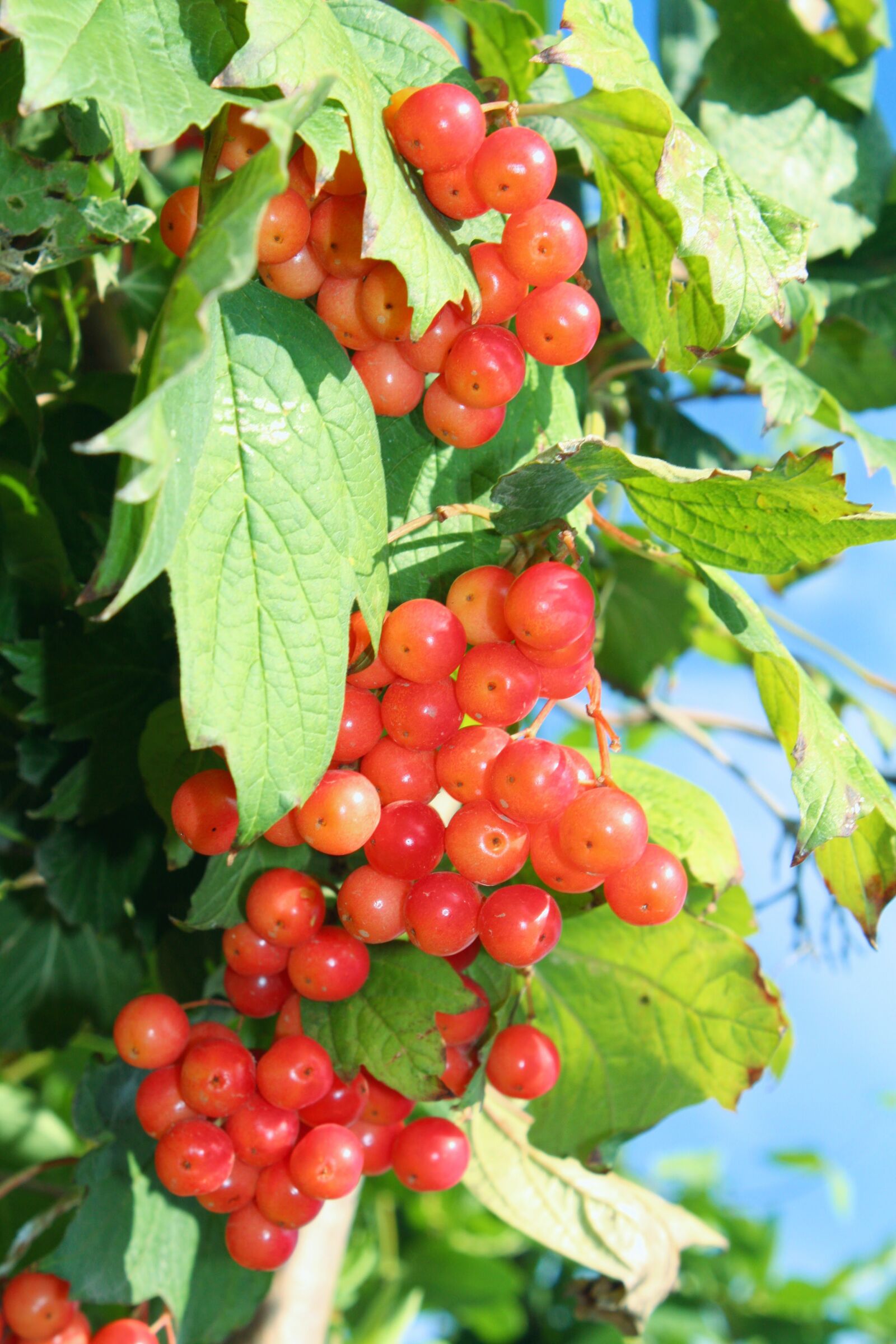 Canon EOS 450D (EOS Rebel XSi / EOS Kiss X2) sample photo. Viburnum, berry, red photography