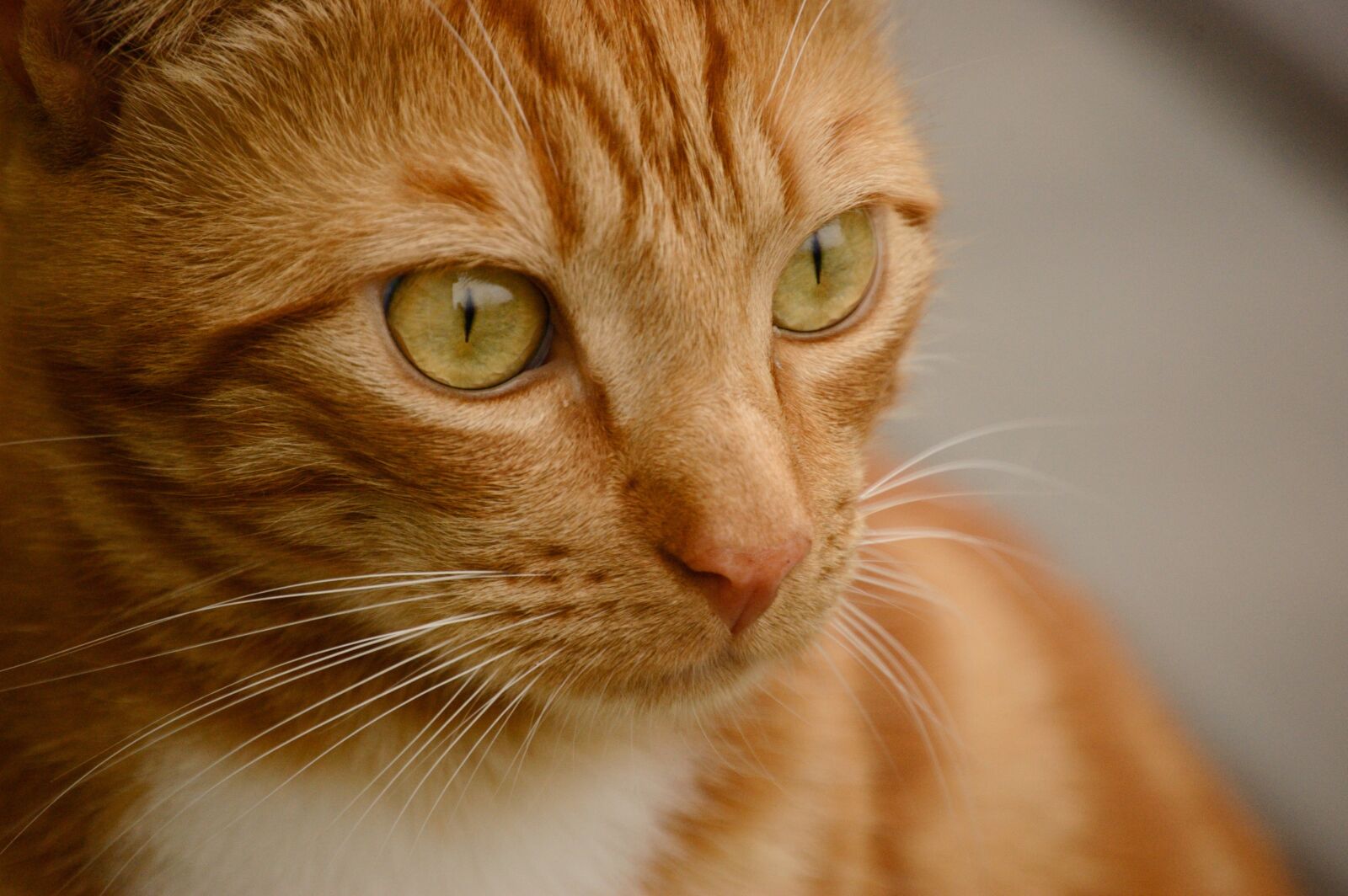 Nikon D40 sample photo. Cat, orange, cute photography