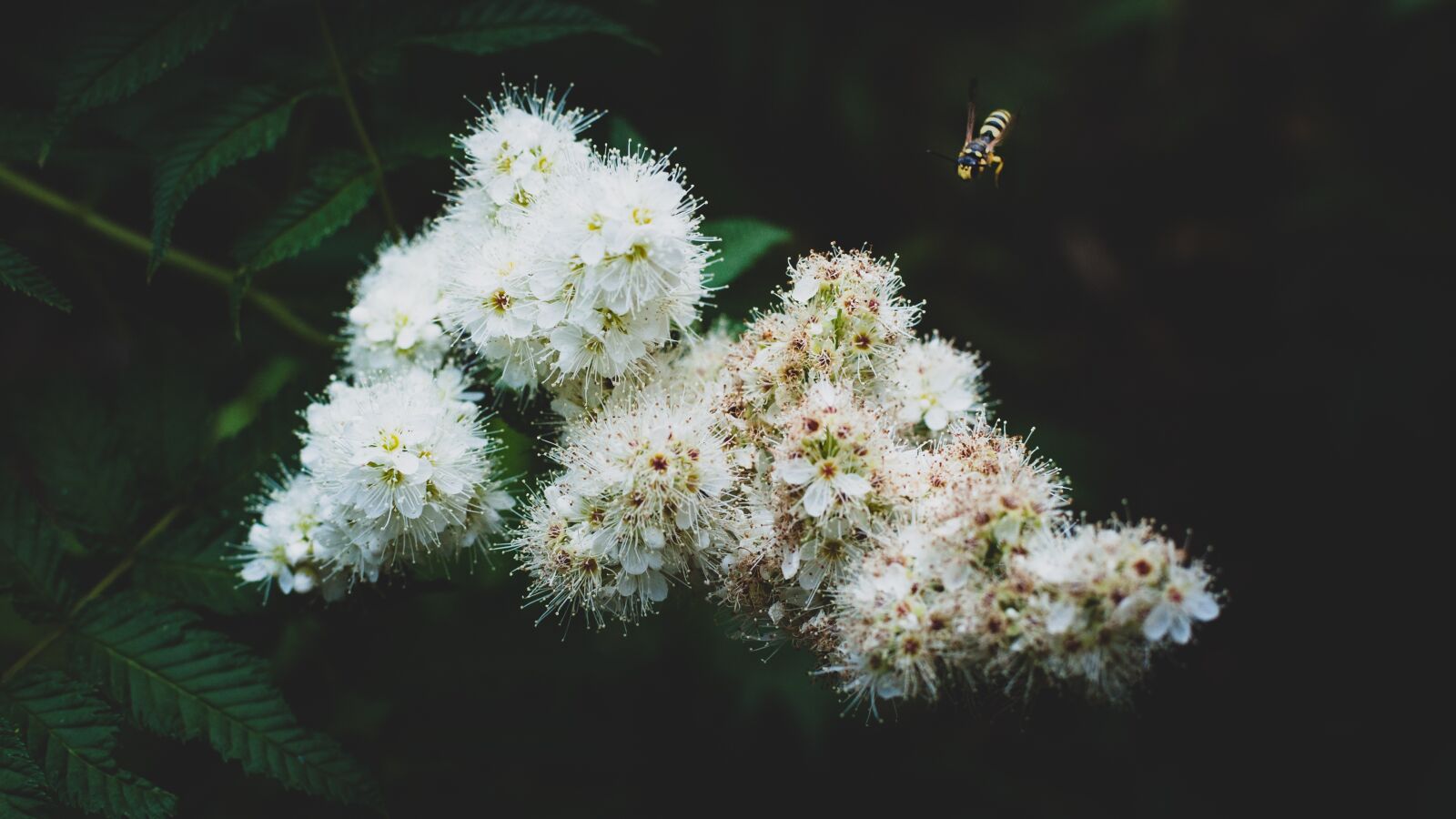 Nikon D5000 sample photo. Bee, nature, flower photography
