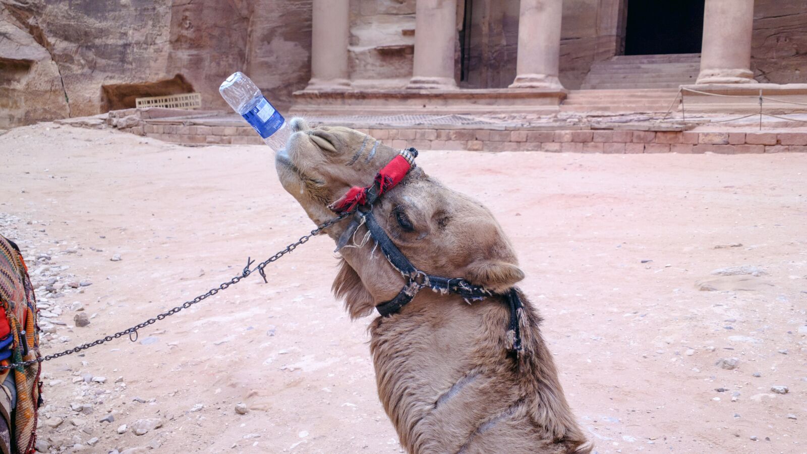 Nokia 808 PureView sample photo. Camel, desert, petra photography