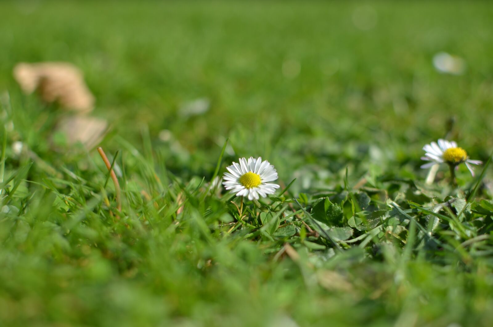 Nikon D5100 sample photo. Flower, nature, wild flowers photography