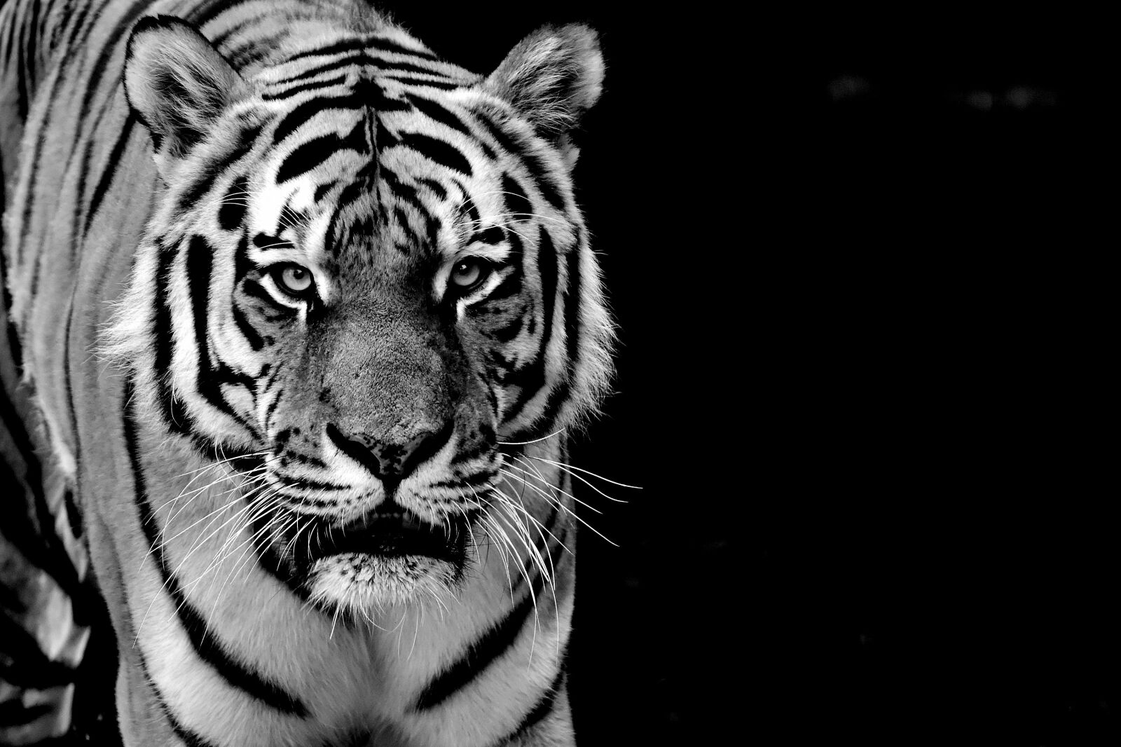 Nikon D7200 sample photo. Tiger, predator, fur photography