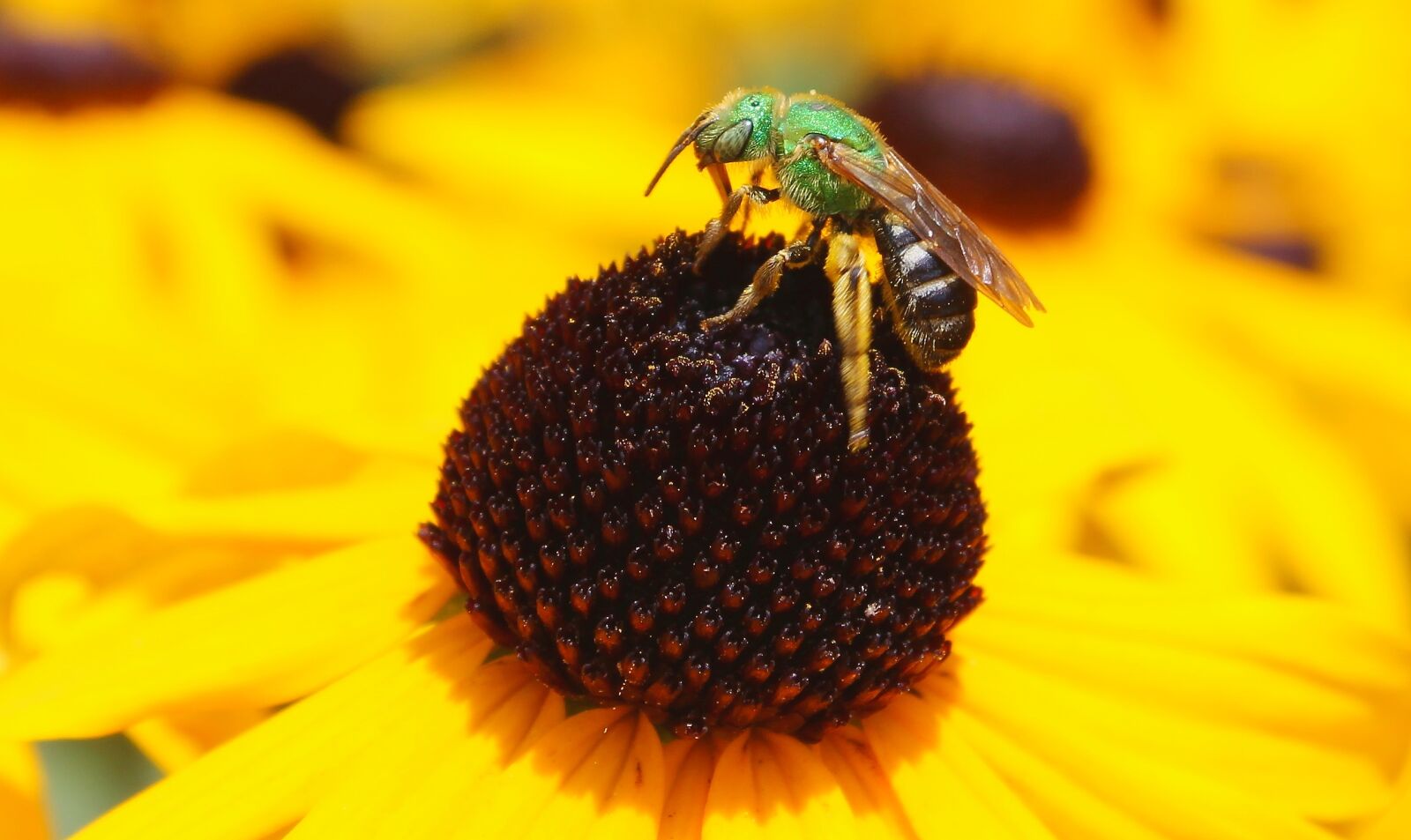 Canon EOS 600D (Rebel EOS T3i / EOS Kiss X5) sample photo. Nature, insect, flower photography