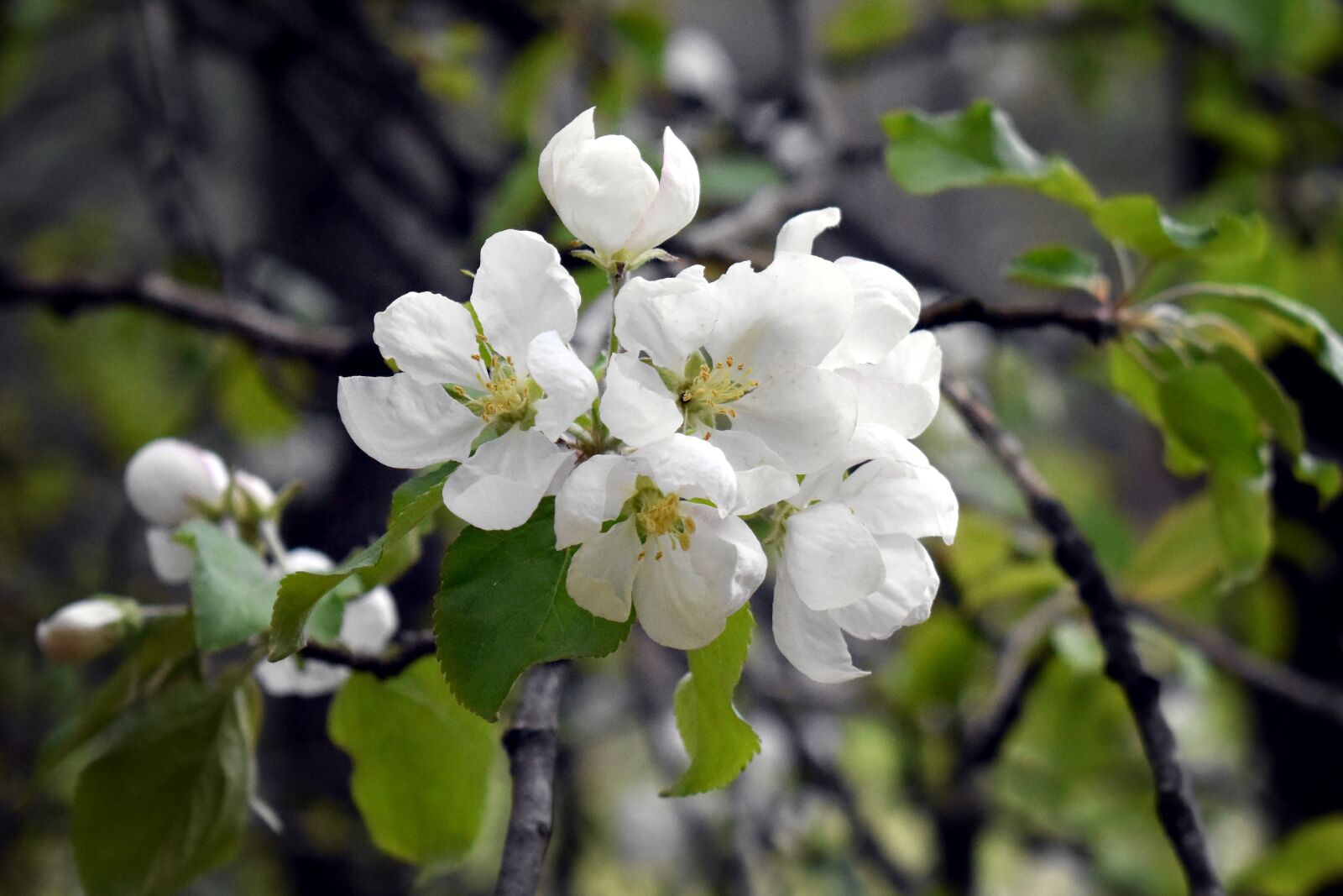 Nikon D3400 sample photo. Apple tree, bloom, blossom photography