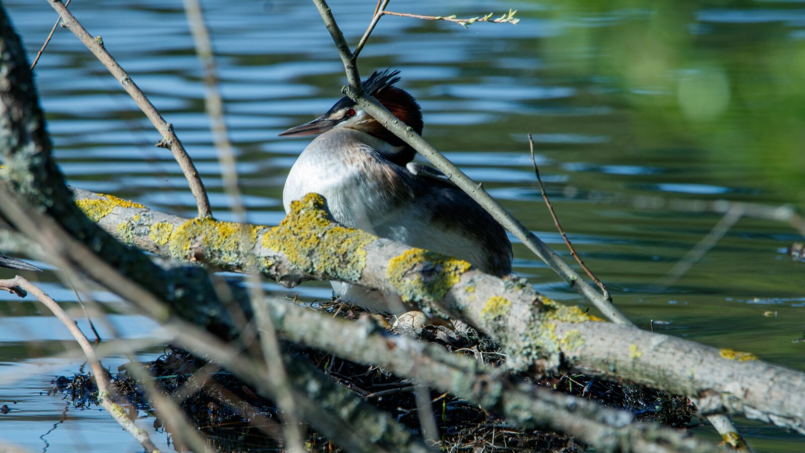 Canon EOS 80D sample photo. Great crested grebe, nest photography
