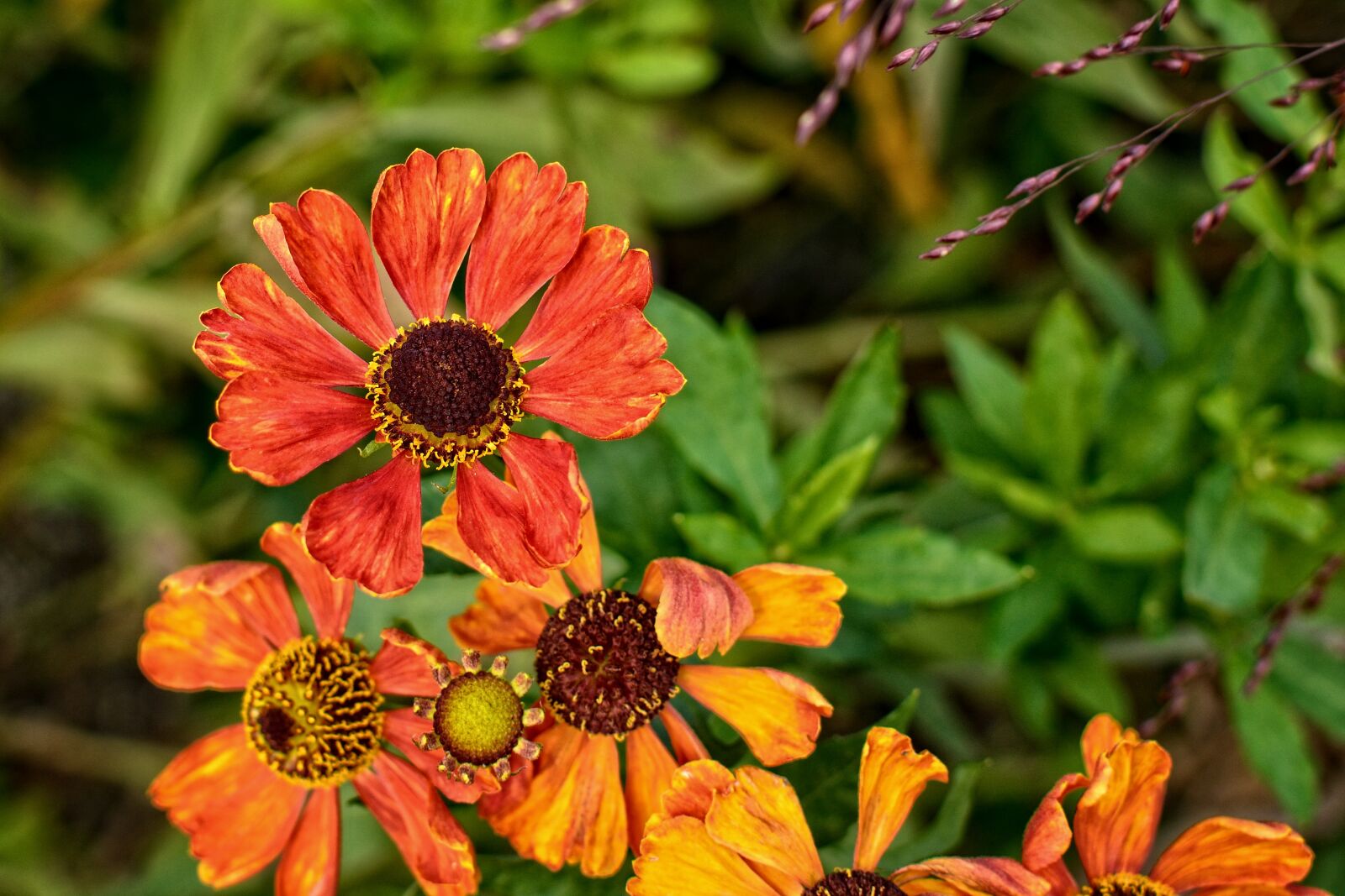 Nikon D7100 sample photo. Sun brews, helenium, composites photography