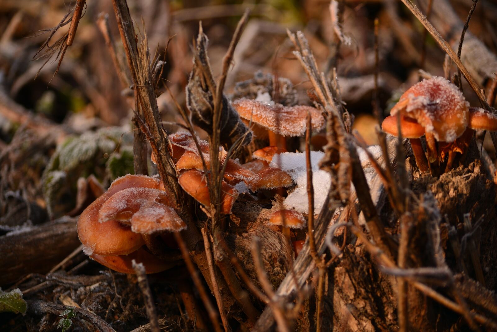 Nikon D3100 sample photo. Frozen, wild mushrooms, nature photography