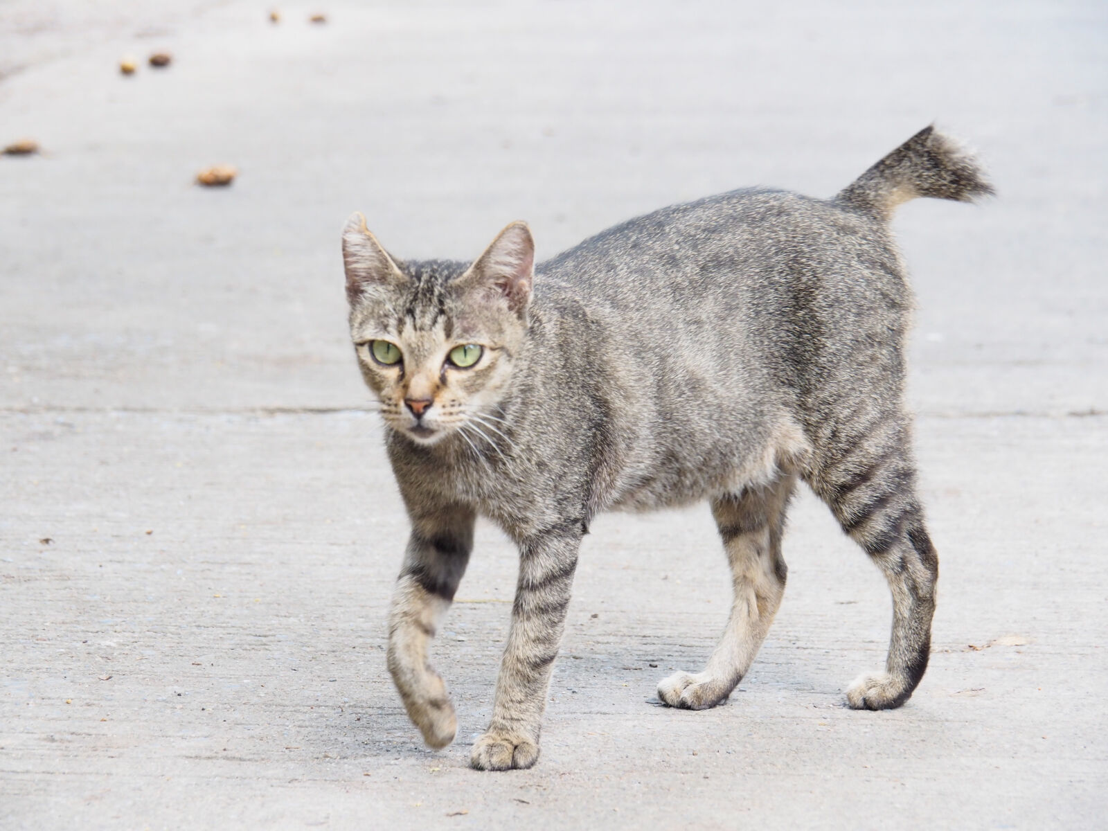 Olympus OM-D E-M10 II sample photo. Animal, photography, cat photography