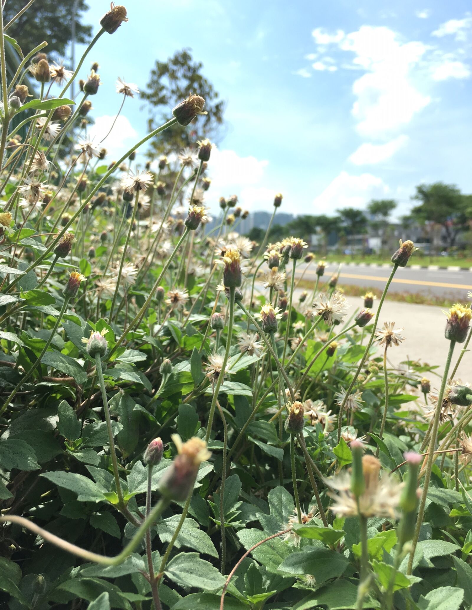 Apple iPhone 6s sample photo. Flowers photography
