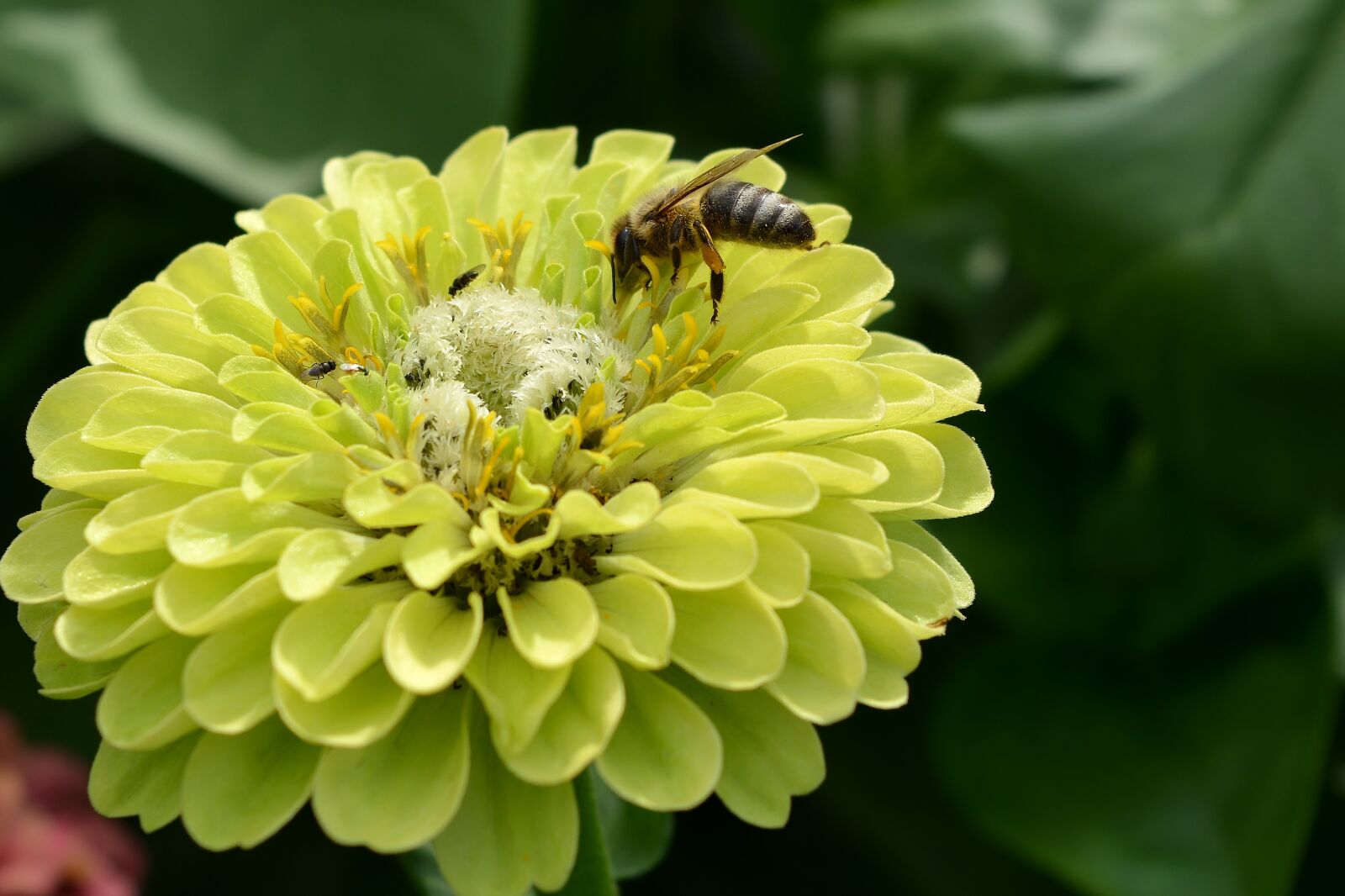 Nikon D5200 sample photo. Nature, flower, plant photography