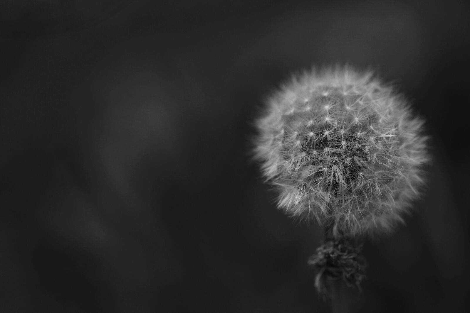 Canon EOS 7D Mark II sample photo. Flower, dandelion, spring flower photography