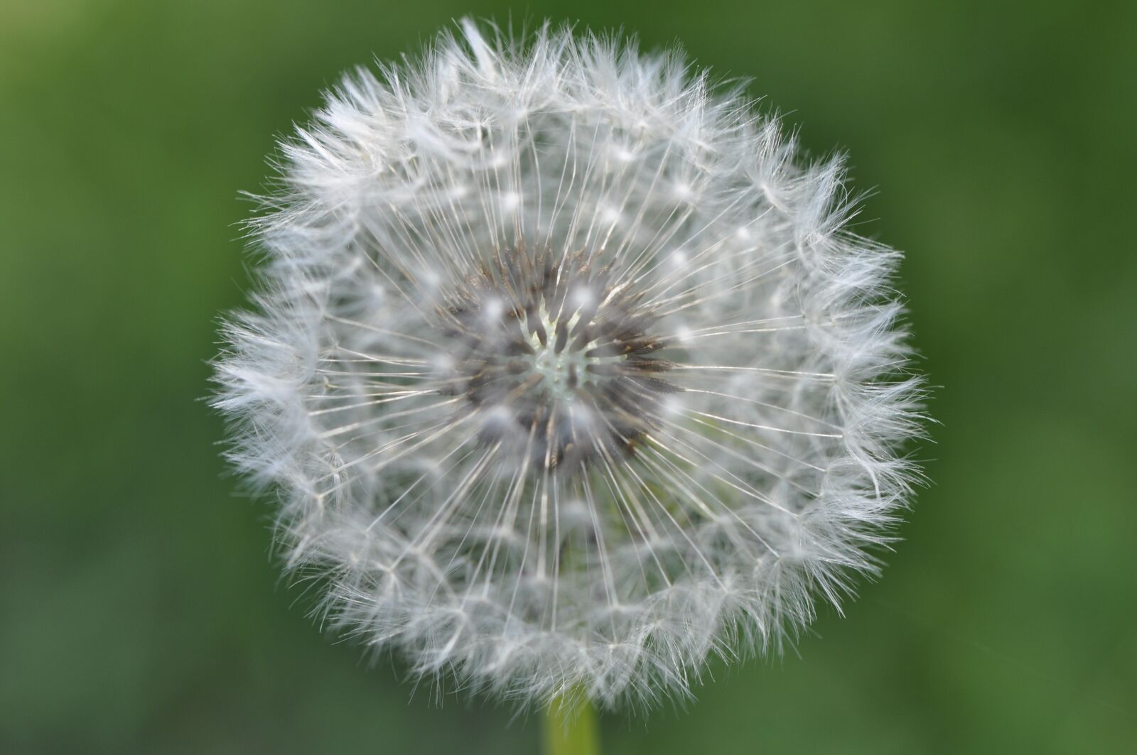 Nikon D90 sample photo. Dandelion, macro, seeds photography