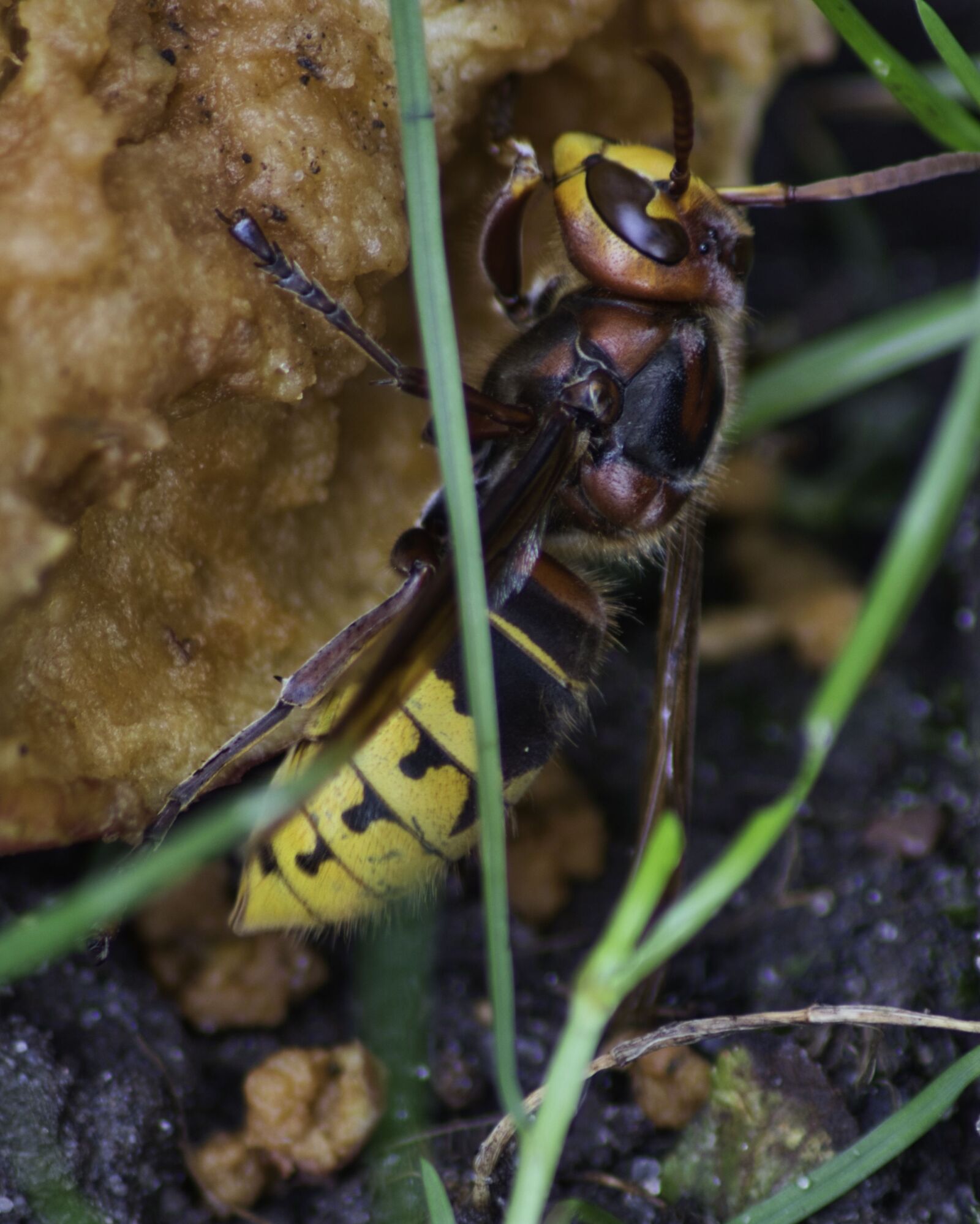 Canon EOS M100 sample photo. Wasp, macro, insect photography