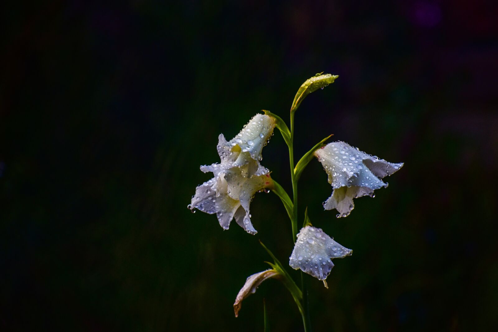 Nikon D3400 sample photo. Flower, beautiful, nature photography