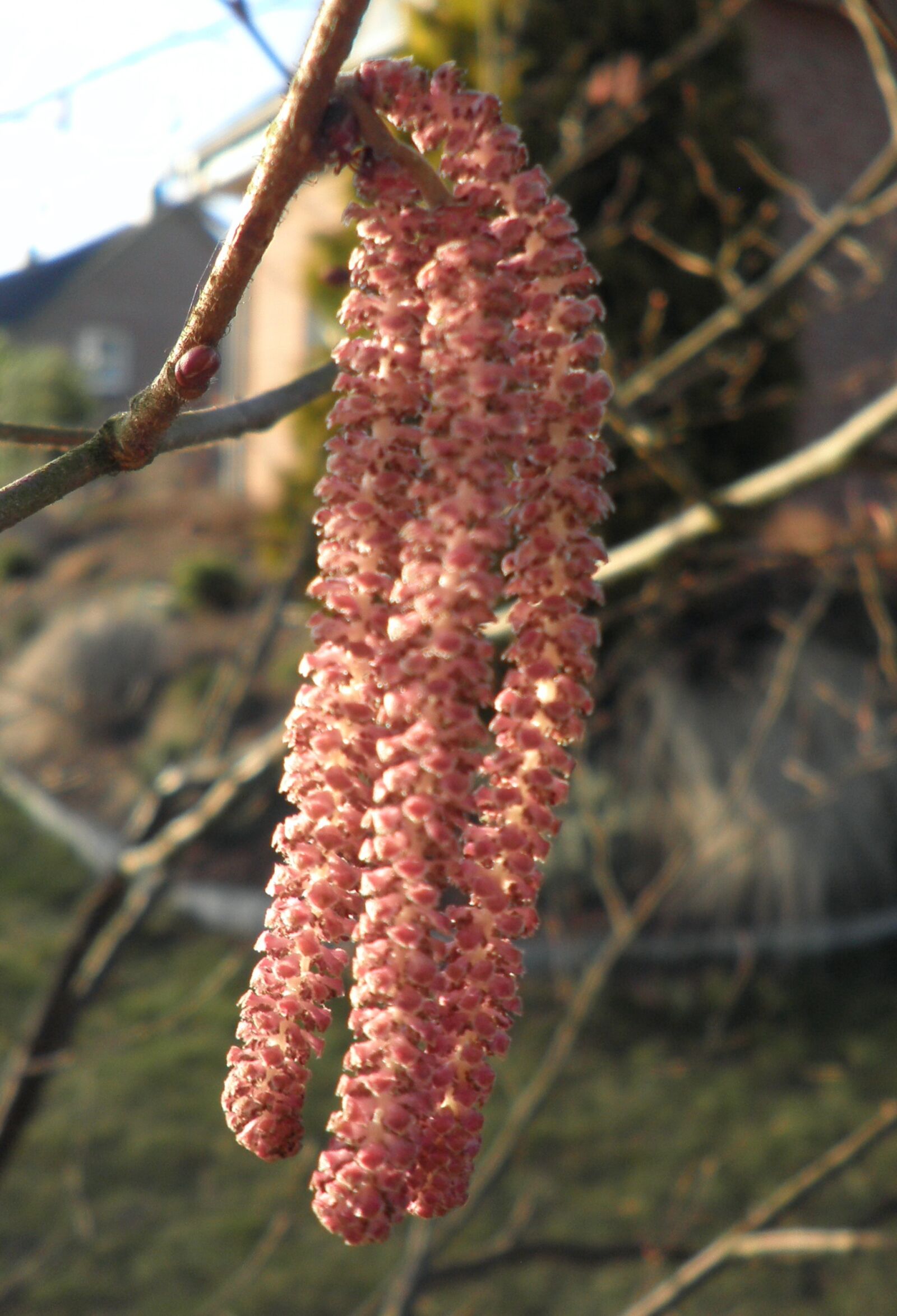 Olympus FE4010,X930 sample photo. Hazel, hazelnut, blossom photography