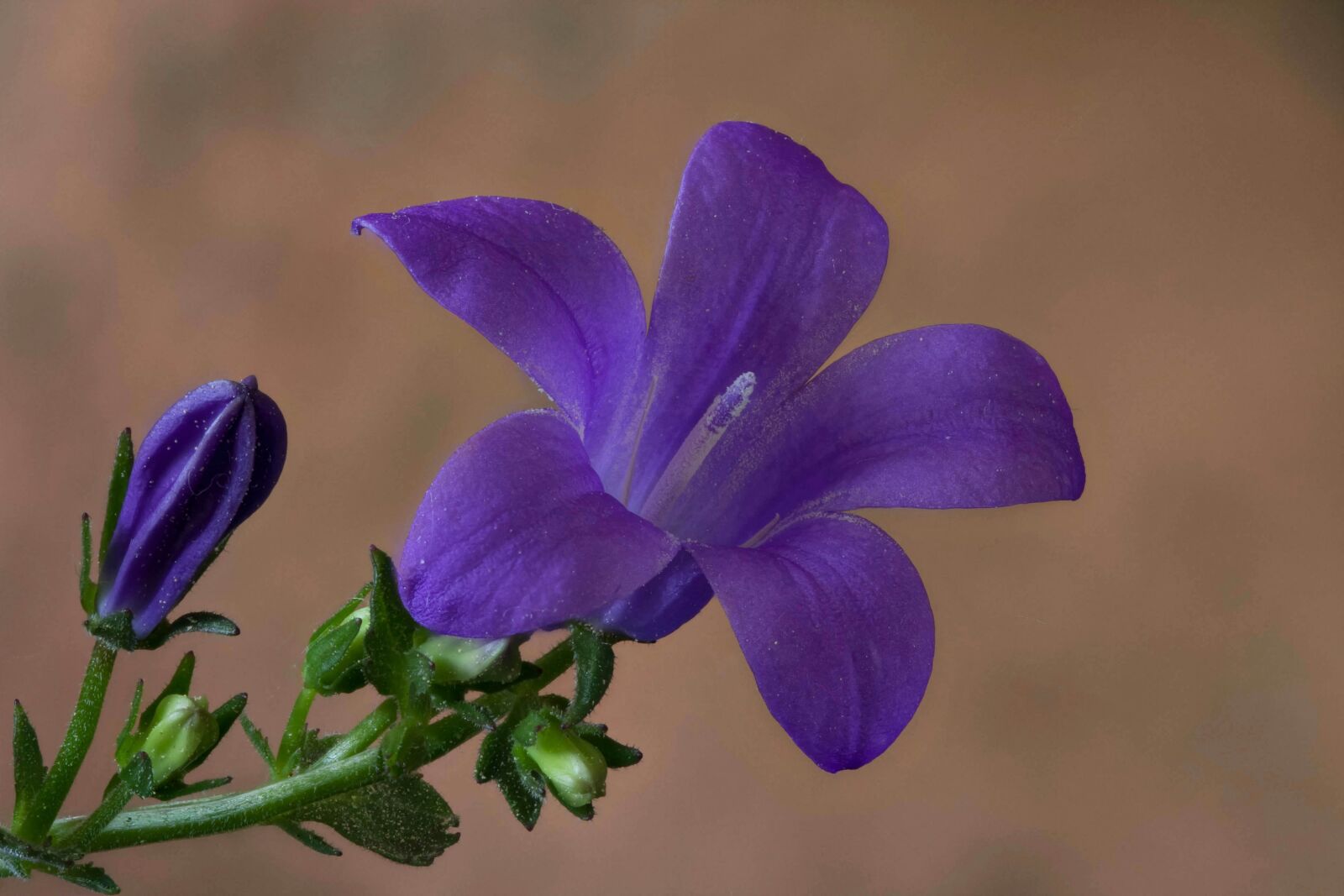 Canon EOS 40D sample photo. Flower, blossom, bloom photography