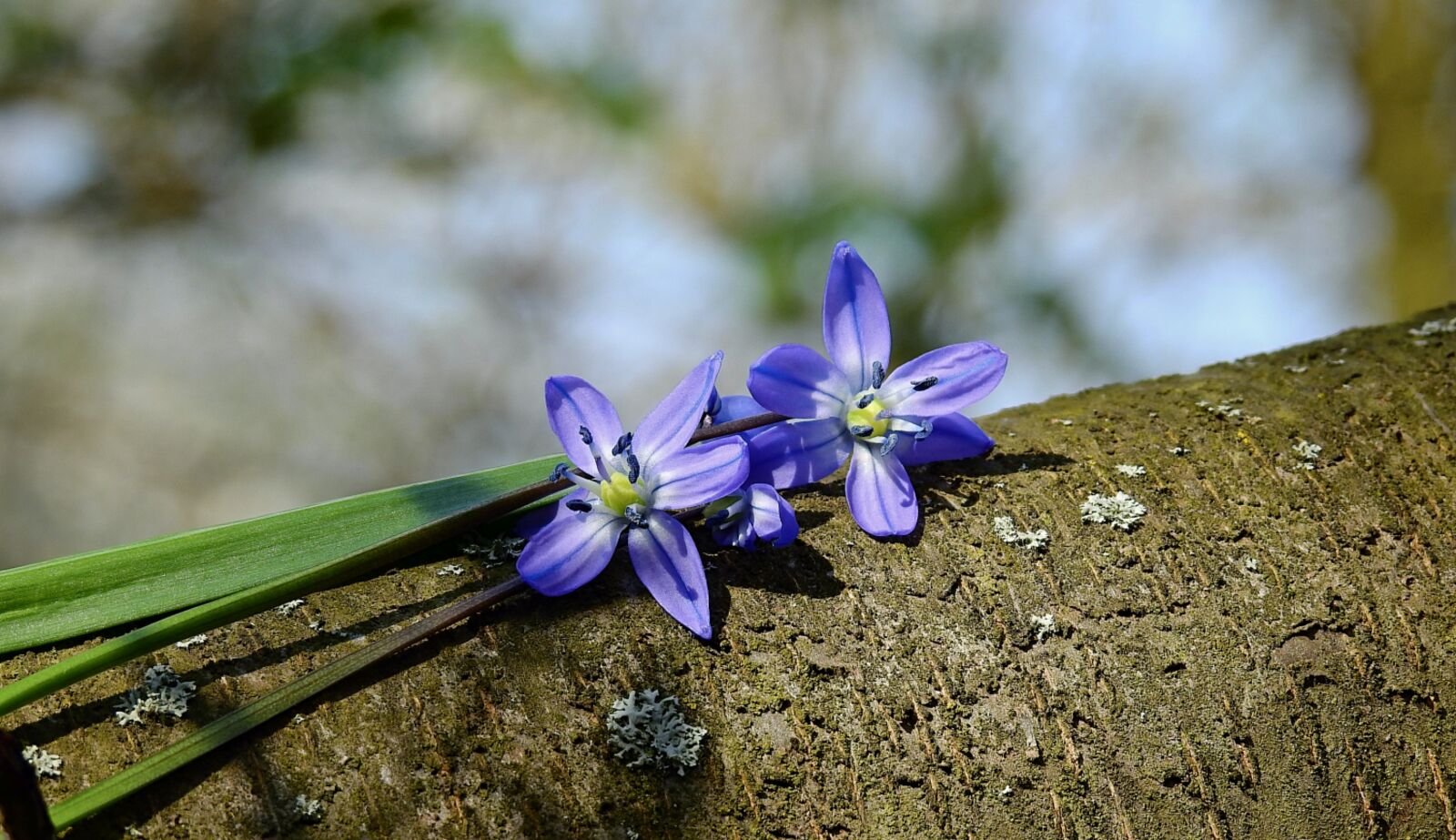 Nikon Coolpix P900 sample photo. Flowers, blue, figure photography