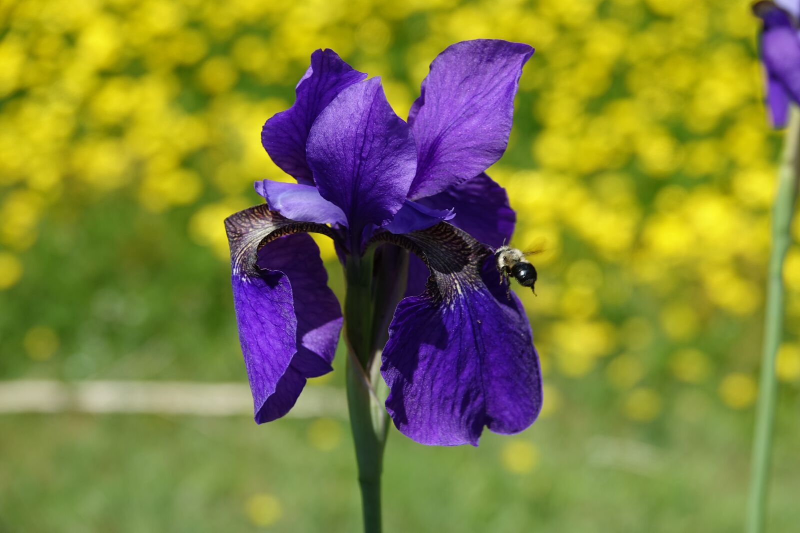 Sony Cyber-shot DSC-RX10 III sample photo. Flower, iris, blossom photography