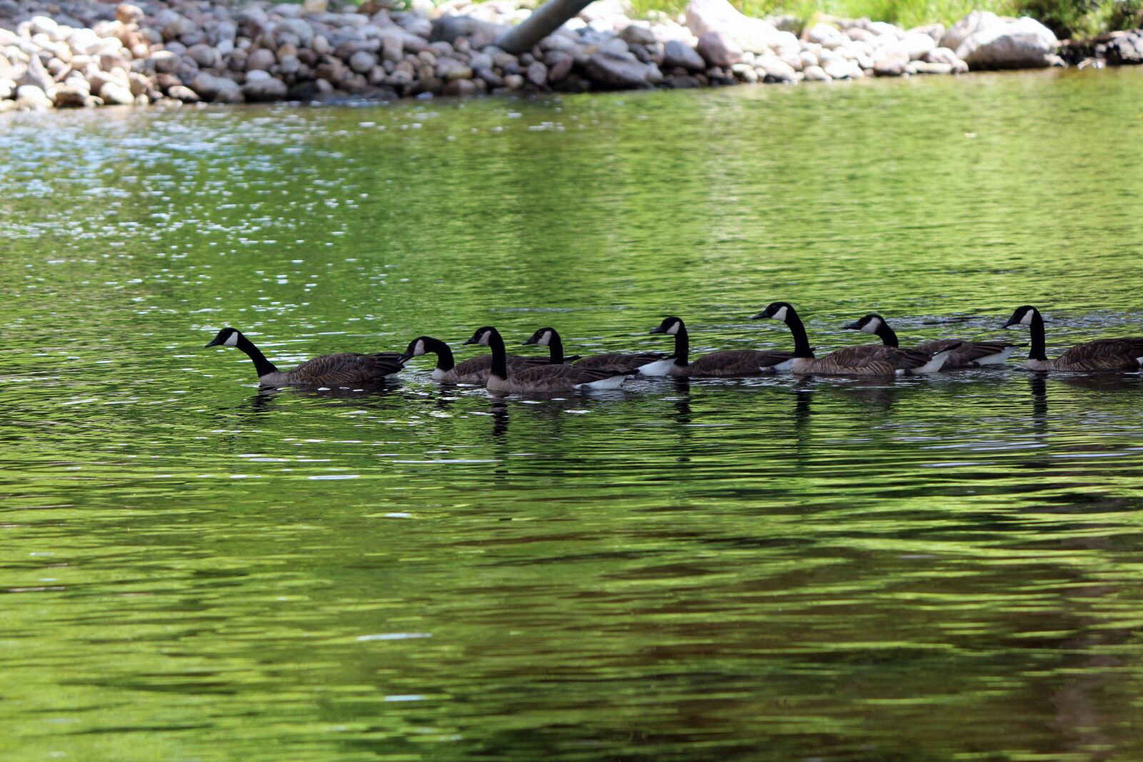 Canon EOS 100D (EOS Rebel SL1 / EOS Kiss X7) + Canon EF-S 55-250mm F4-5.6 IS II sample photo. Geese, nature, water photography