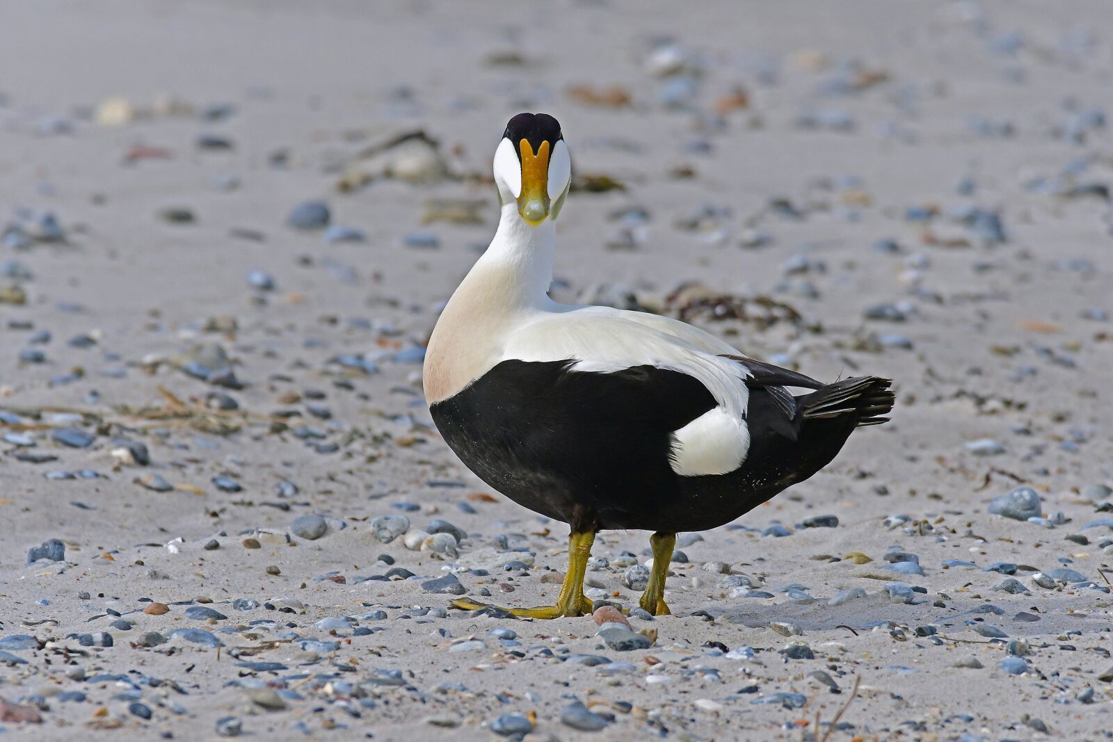 Nikon D500 sample photo. Eider, eider drake, duck photography